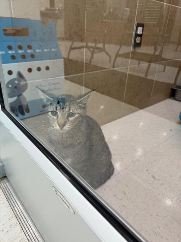 Enlarge Fiona, a Adoptable Domestic Short Hair in Hobbs, NM image 2/3