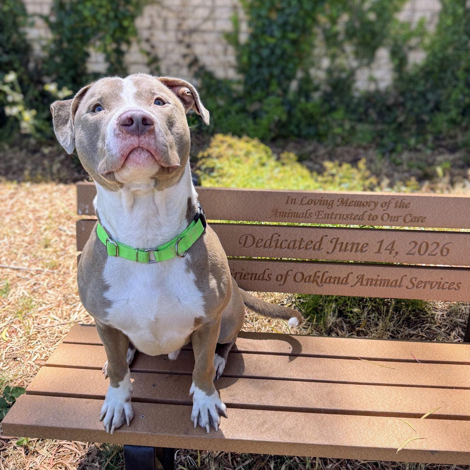 Enlarge Paulo, a Adoptable Pit Bull Terrier in Oakland, CA image 1/3