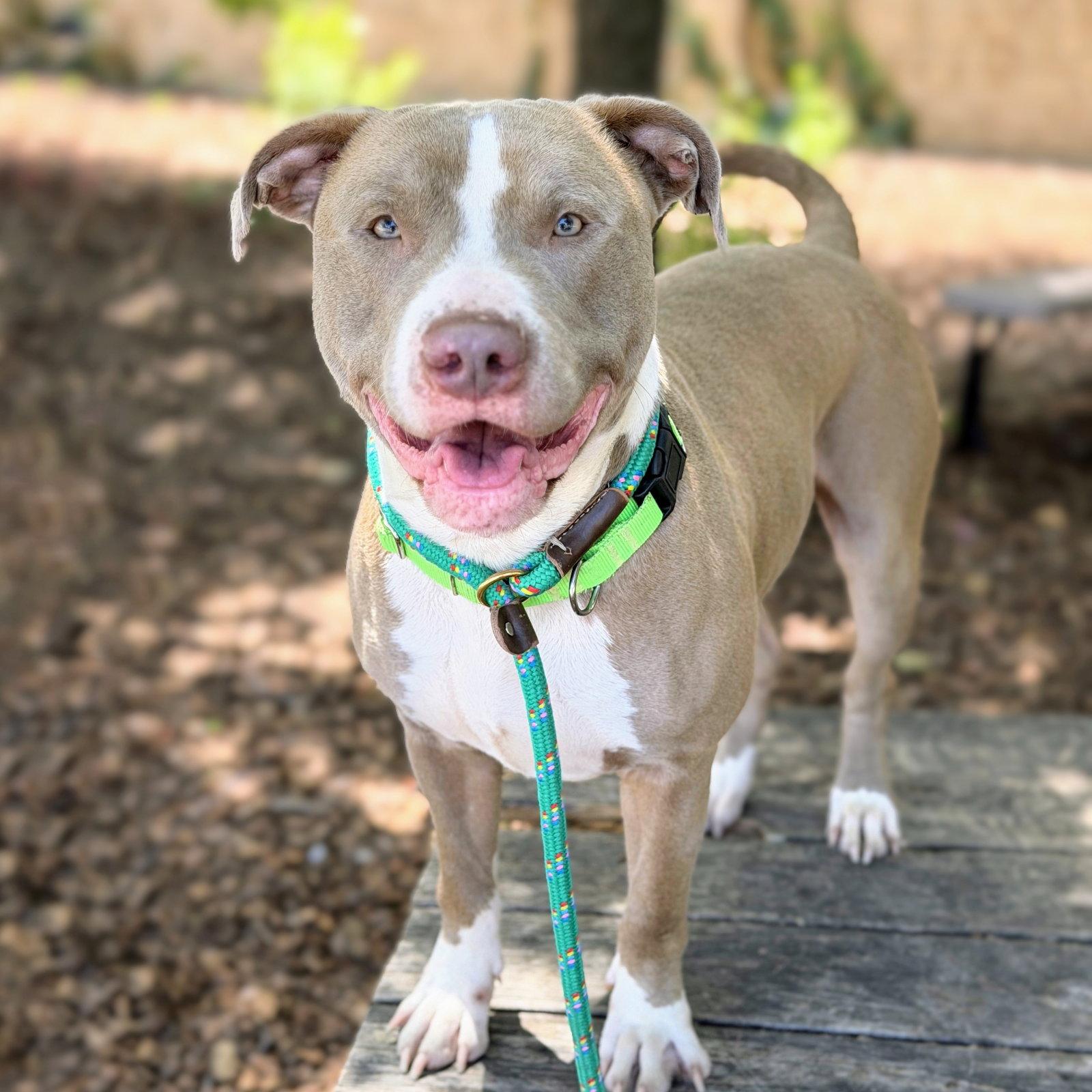 Enlarge Paulo, a Adoptable Pit Bull Terrier in Oakland, CA image 2/3