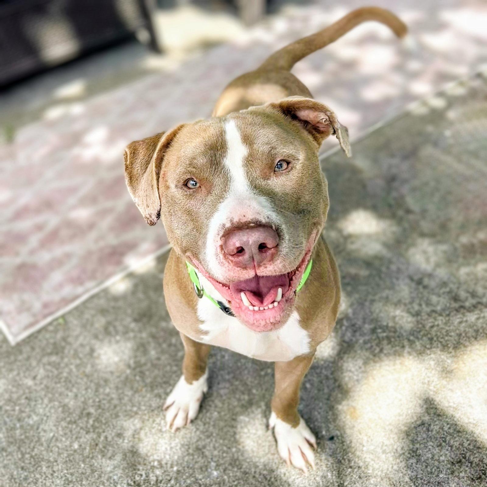 Enlarge Paulo, a Adoptable Pit Bull Terrier in Oakland, CA image 3/3