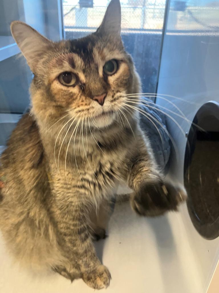 Enlarge Giblet, a Adoptable mixed breed in Mustang, OK image 1/1