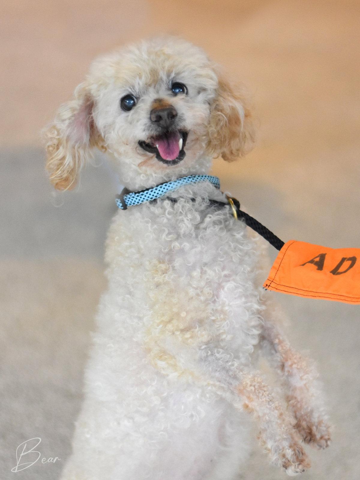 Bear, a Adoptable Poodle in Montgomery, TX image 1/3
