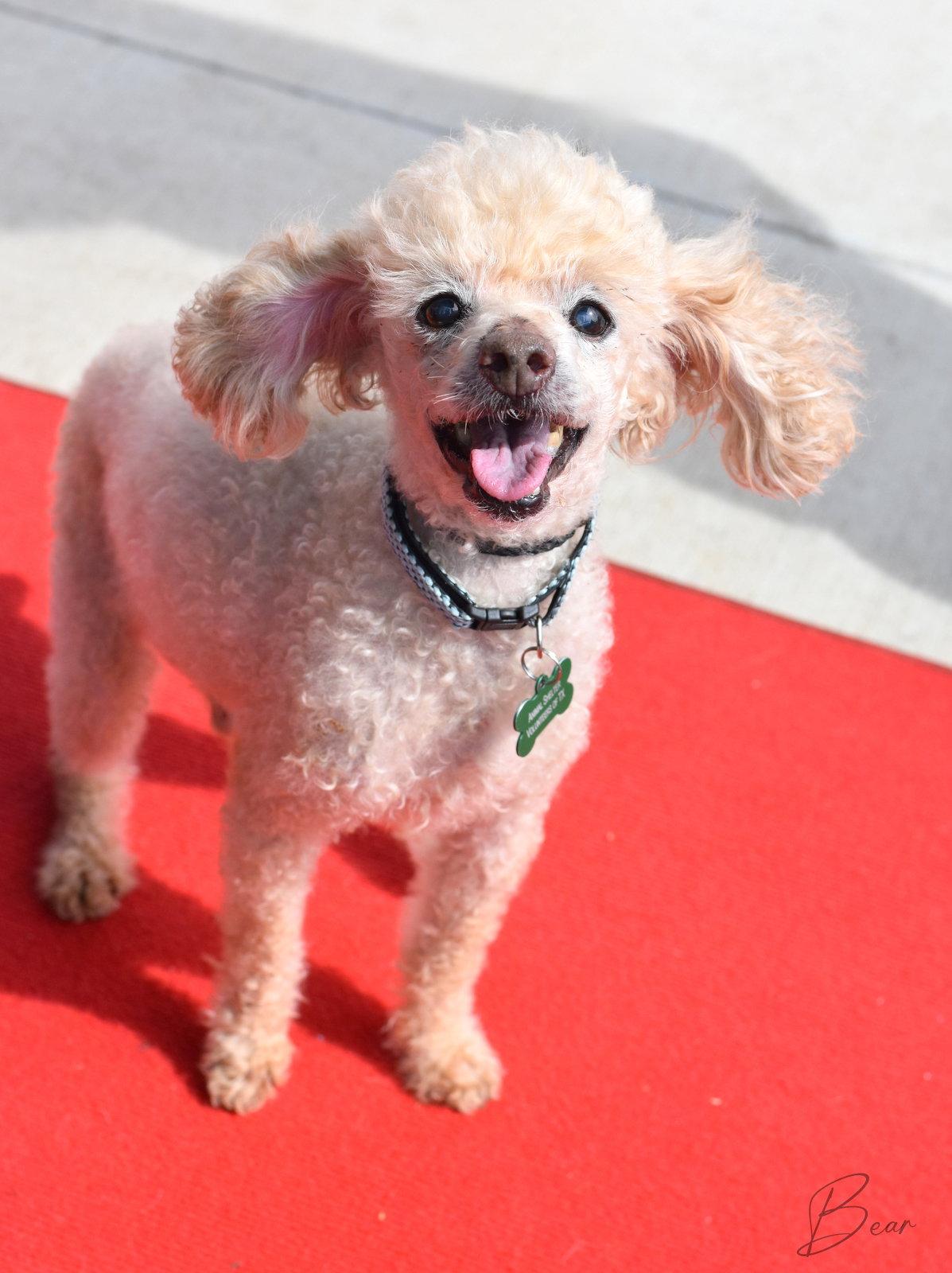 Bear, a Adoptable Poodle in Montgomery, TX image 2/3
