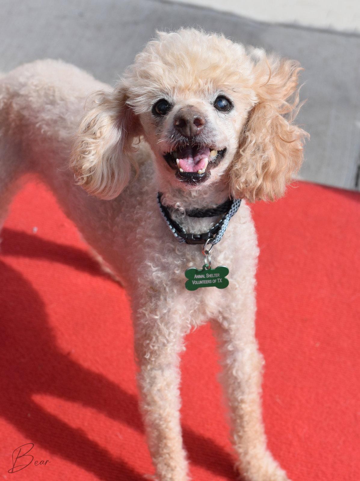 Bear, a Adoptable Poodle in Montgomery, TX image 3/3