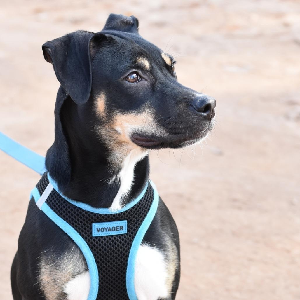 Enlarge Tink, a Adoptable mixed breed in Lancaster, PA image 2/5