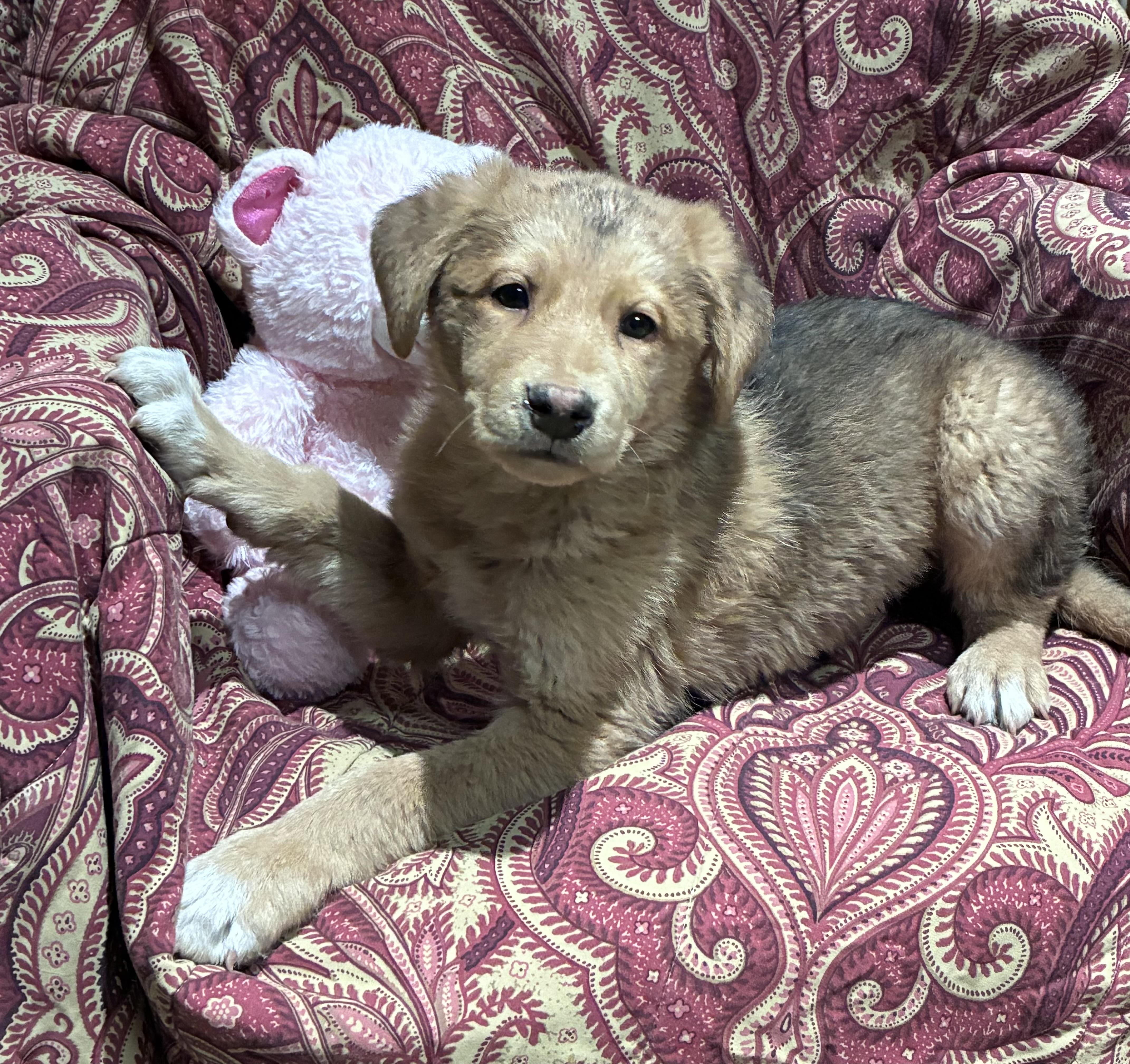 Mars, adopted, Puppy Male German Shepherd Dog & Labrador Retriever.