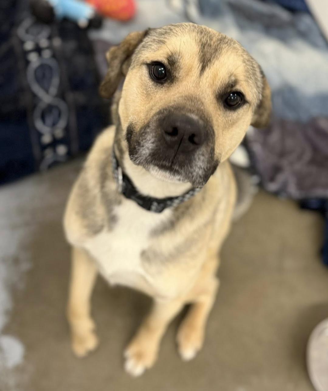 Enlarge Percy, a ADOPTABLE mixed breed in Meadow Lake, SK image 2/6