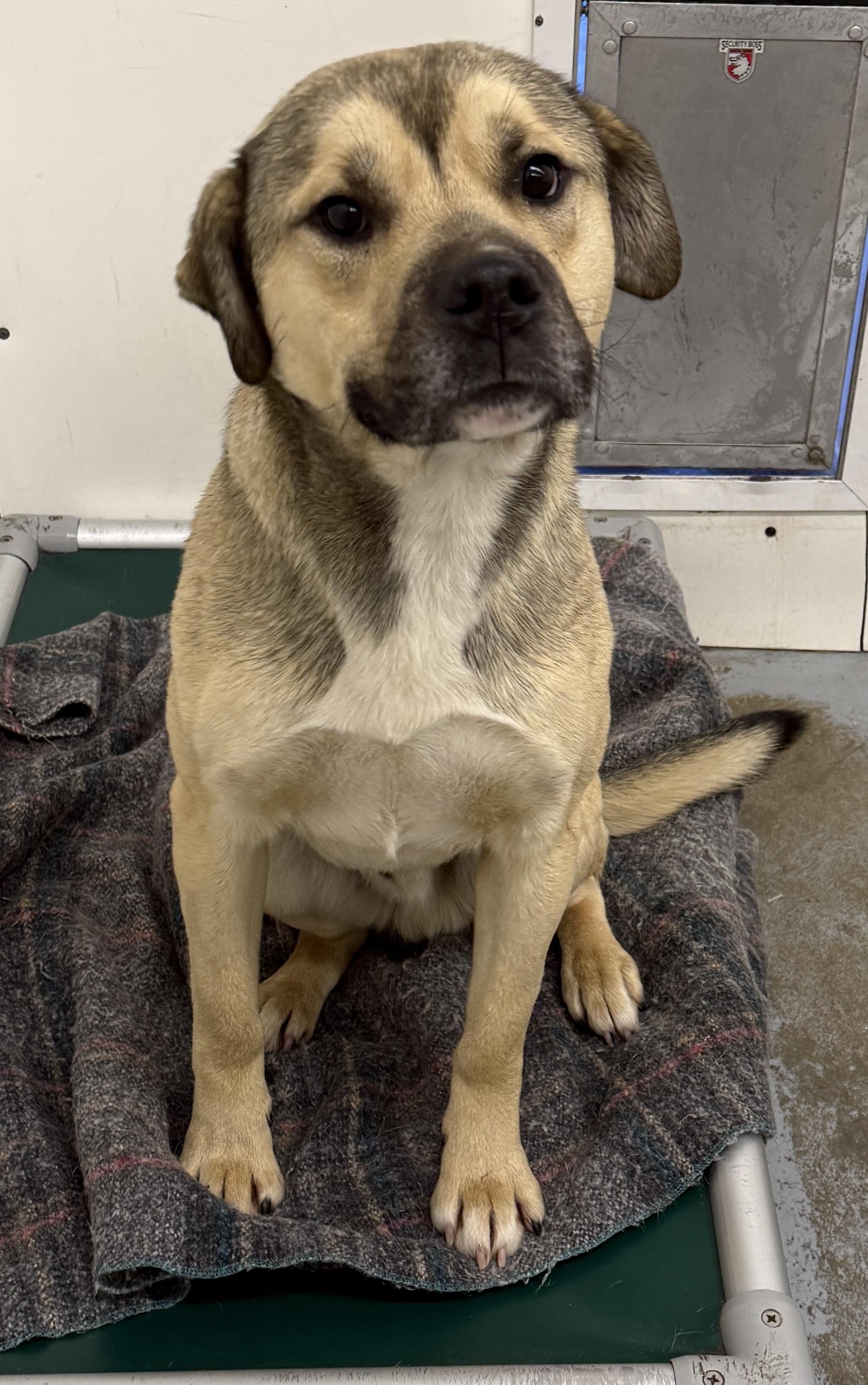 Enlarge Percy, a ADOPTABLE mixed breed in Meadow Lake, SK image 4/6