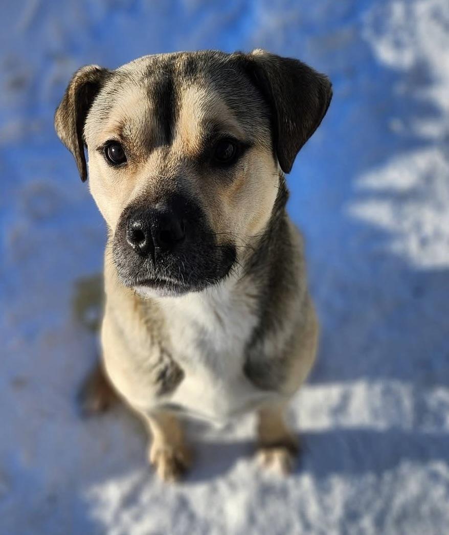 Enlarge Percy, a ADOPTABLE mixed breed in Meadow Lake, SK image 1/6