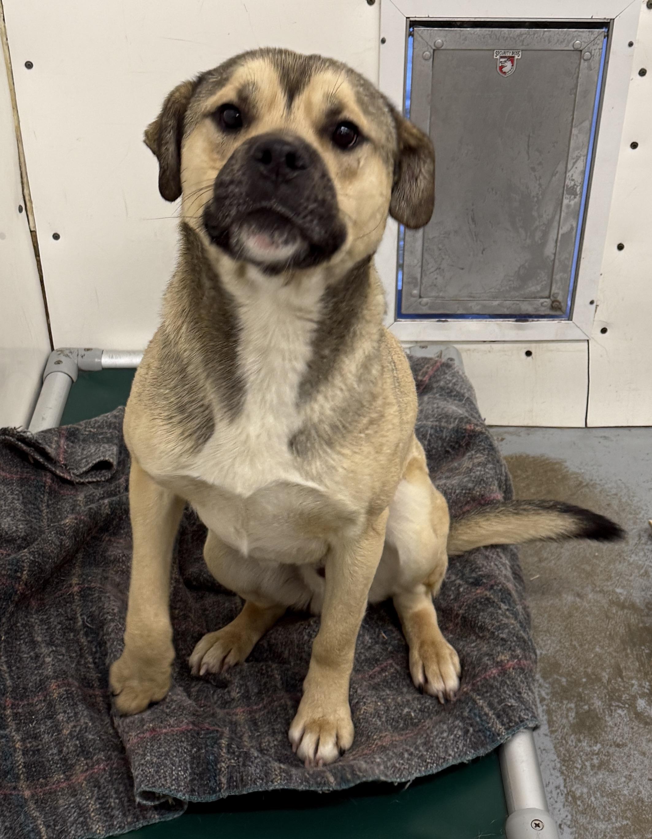Enlarge Percy, a ADOPTABLE mixed breed in Meadow Lake, SK image 3/6