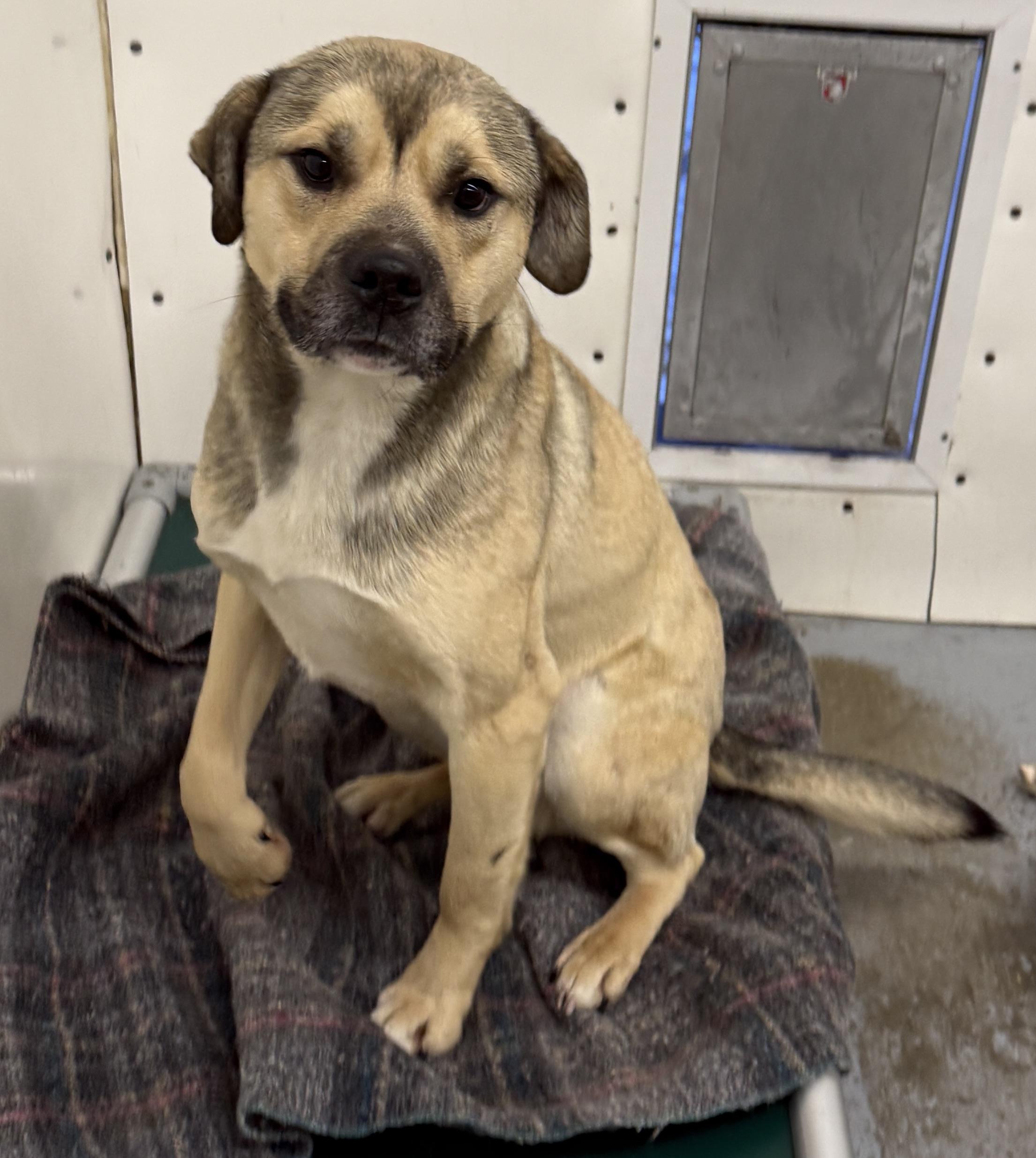 Enlarge Percy, a ADOPTABLE mixed breed in Meadow Lake, SK image 5/6