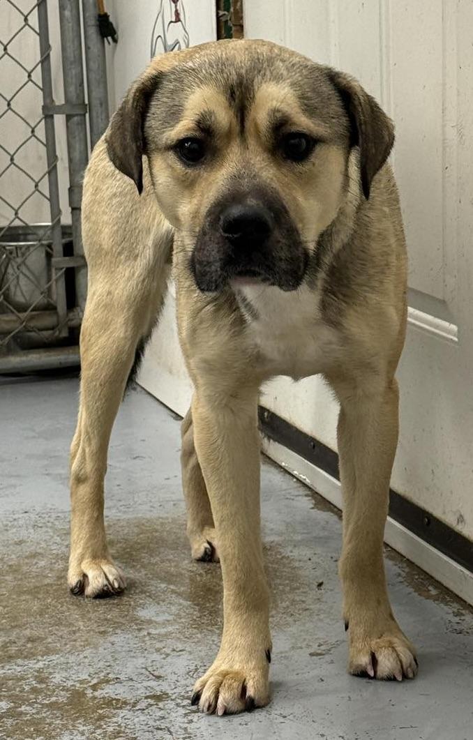 Enlarge Percy, a ADOPTABLE mixed breed in Meadow Lake, SK image 6/6