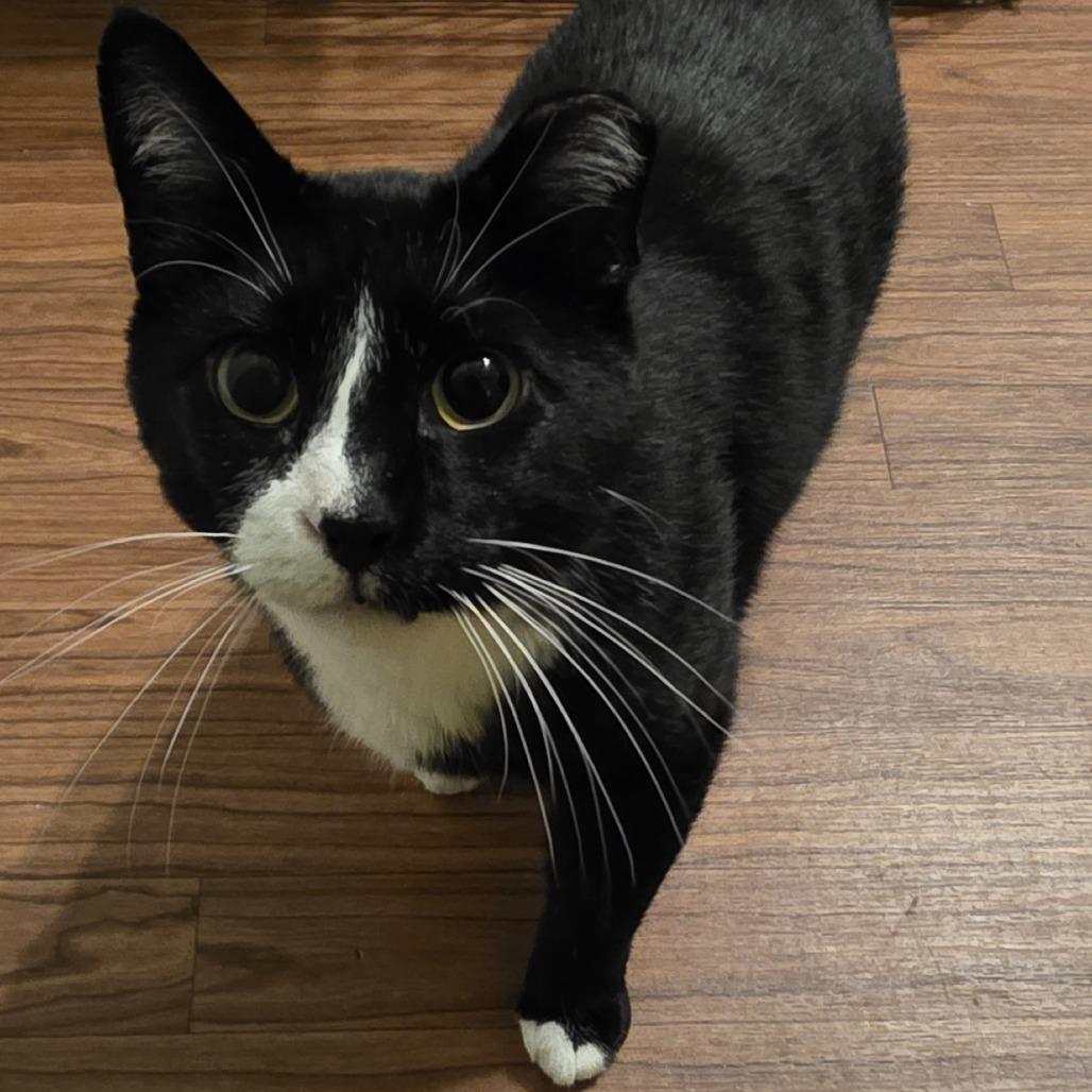 Cake, Adoptable, Adult Male Domestic Short Hair.