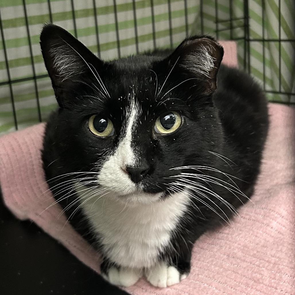 Enlarge Cake, a Adoptable Domestic Short Hair in Bismarck, ND image 2/3