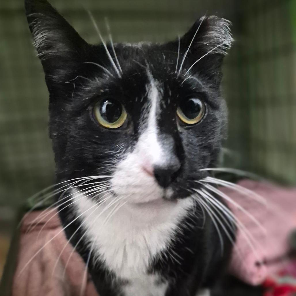 Enlarge Cake, a Adoptable Domestic Short Hair in Bismarck, ND image 3/3