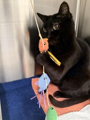 Knight — thumbnail 2