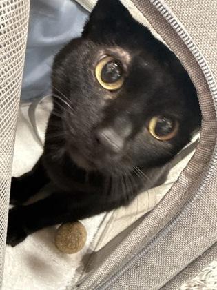 Knight — thumbnail 3