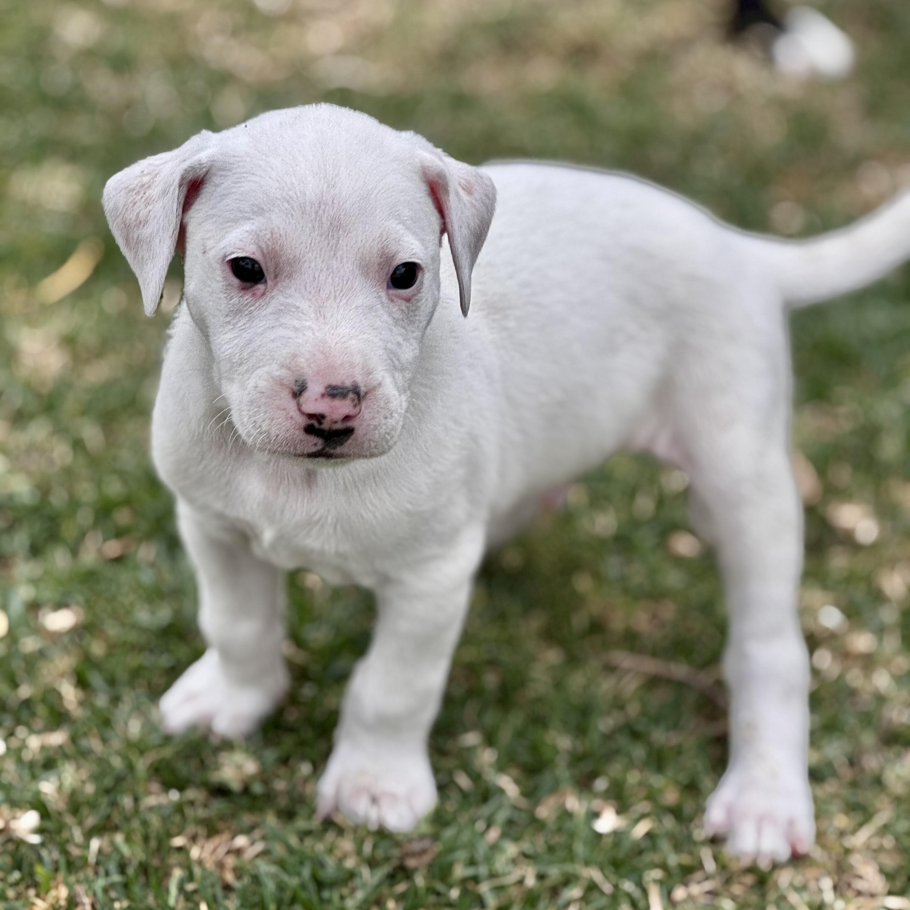 Ross — thumbnail 3