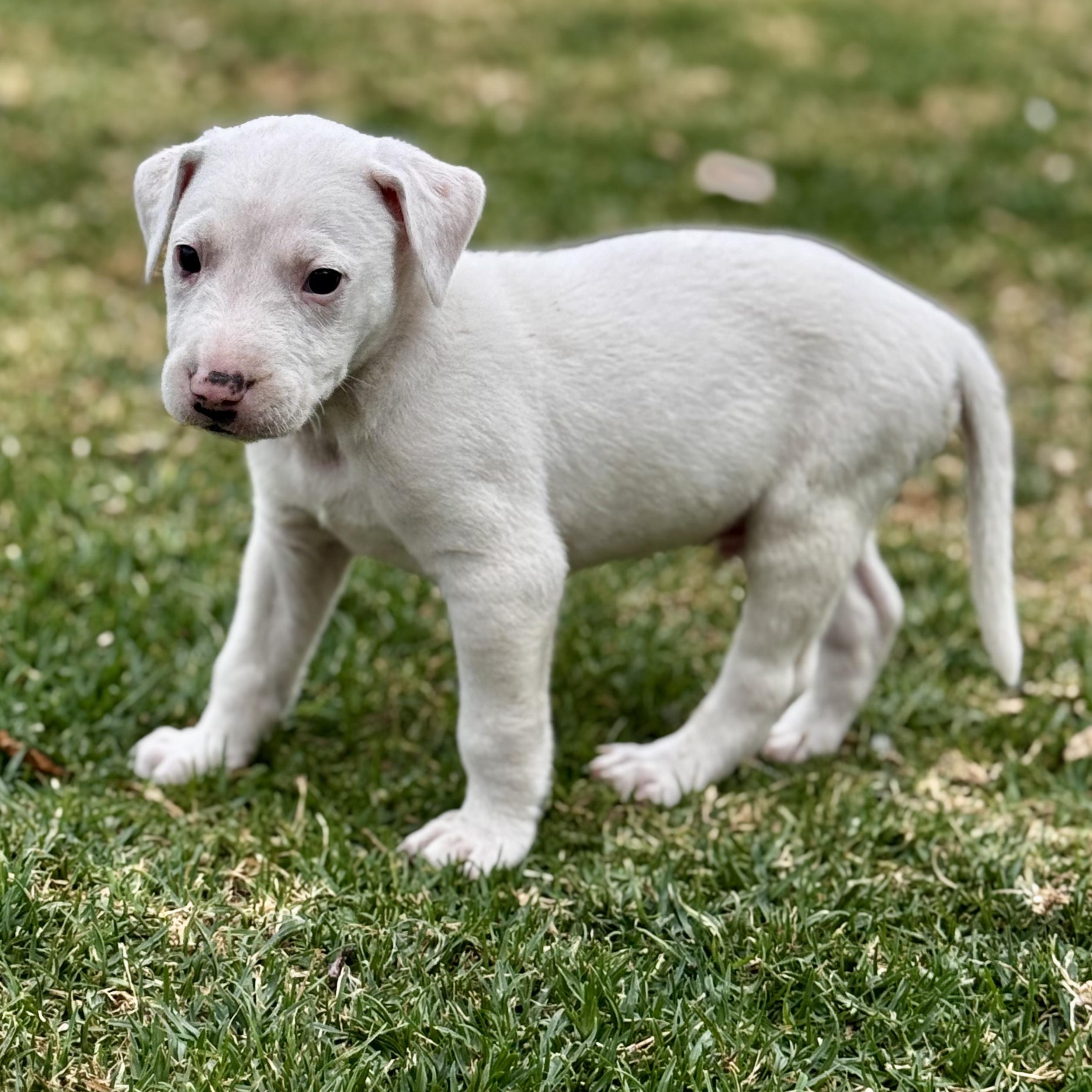 Ross — thumbnail 5