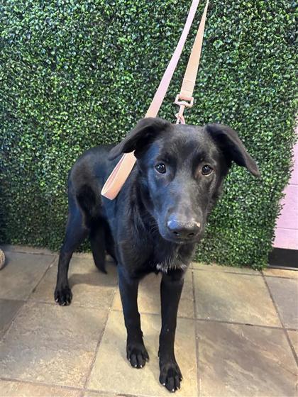 PRECIOUS, Adoptable, Adult Female Mixed Breed & Labrador Retriever.