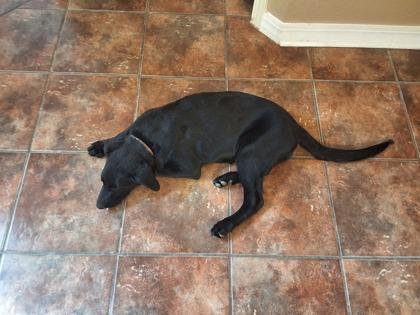 Enlarge PRECIOUS, a Adoptable mixed breed in El Paso, TX image 2/2