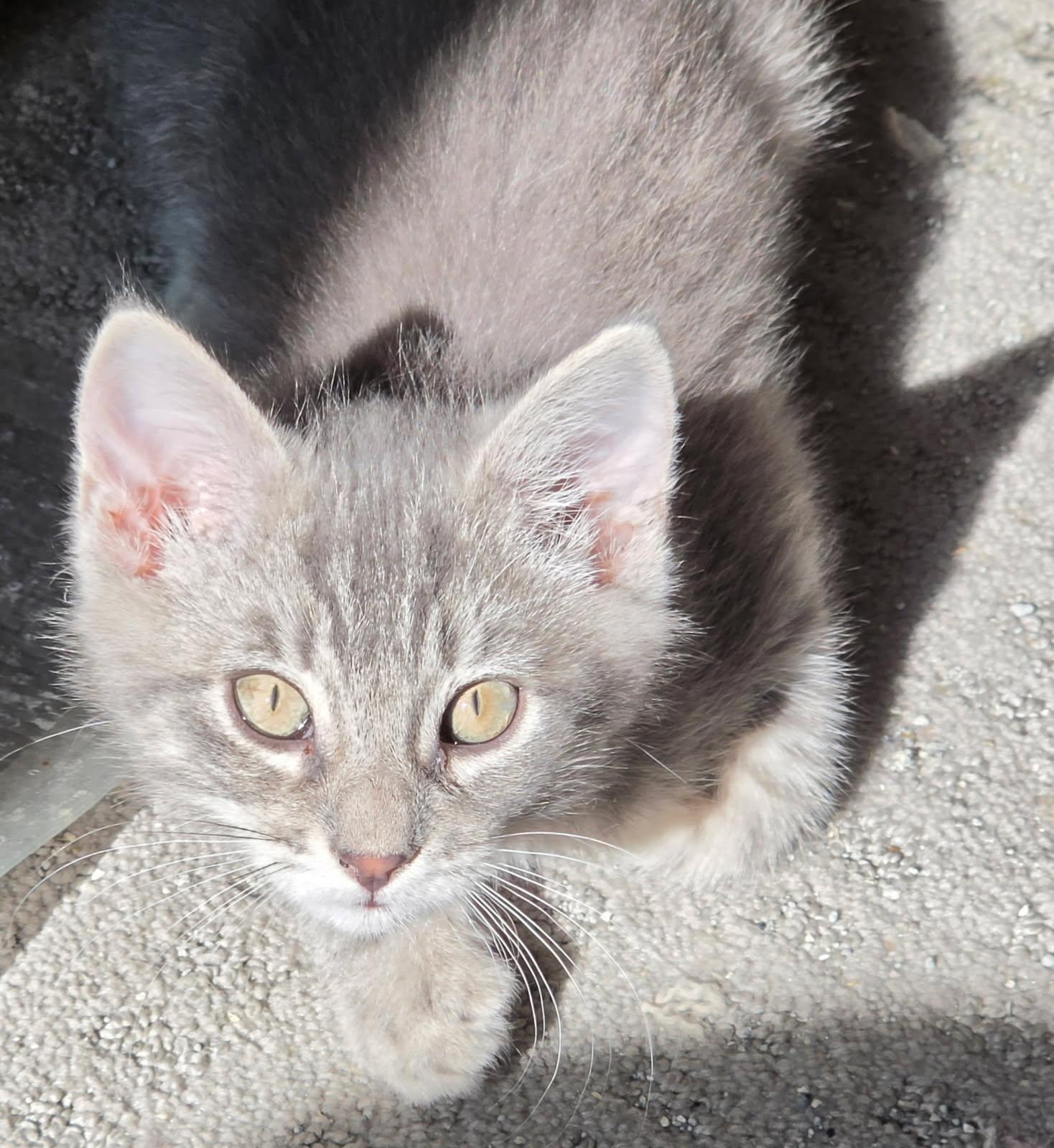 Enlarge Robin, a Adoptable Tabby in Pickerington, OH image 2/2