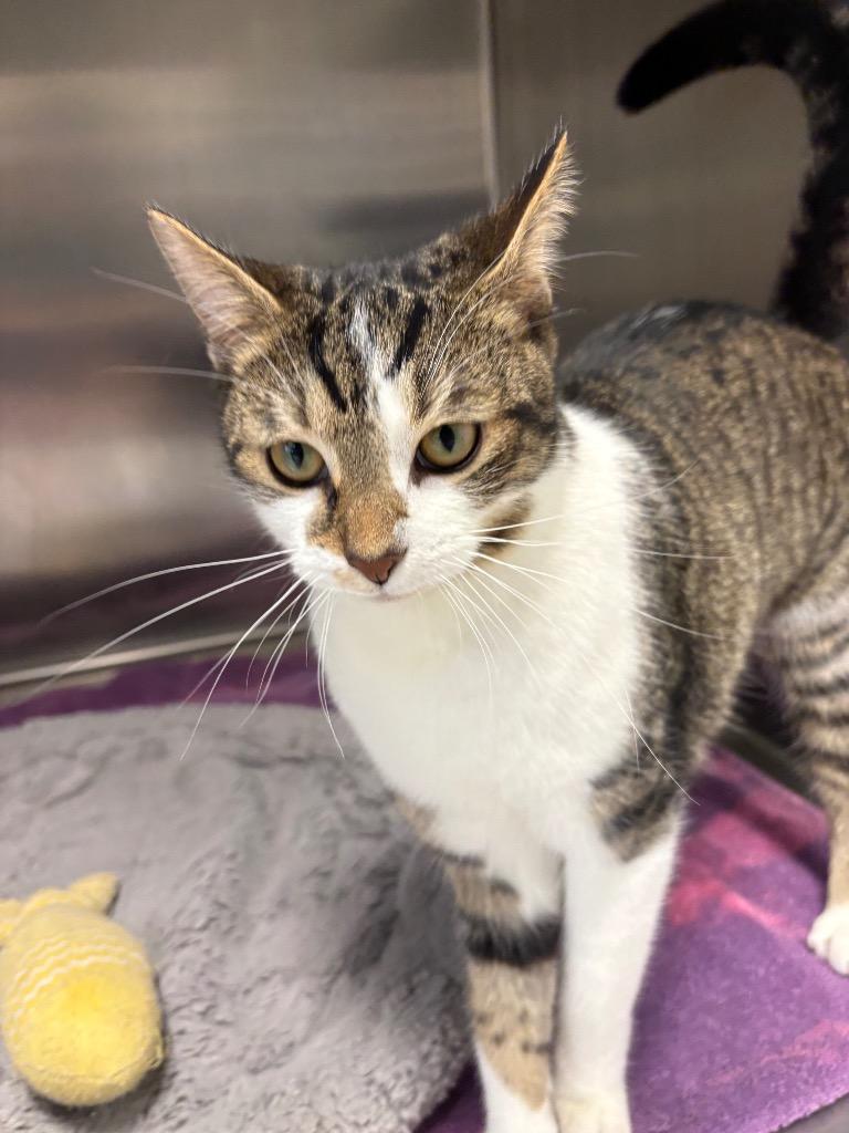 DAIQUIRI, a Adoptable mixed breed in Sandusky, OH image 1/2