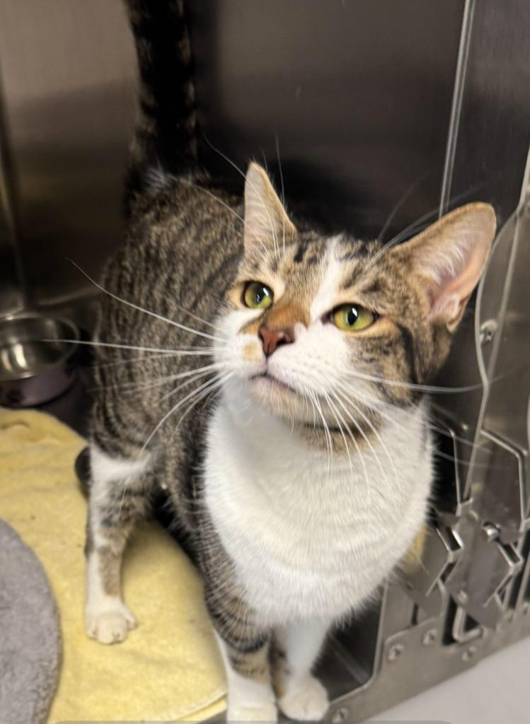 DAIQUIRI, a Adoptable mixed breed in Sandusky, OH image 2/2