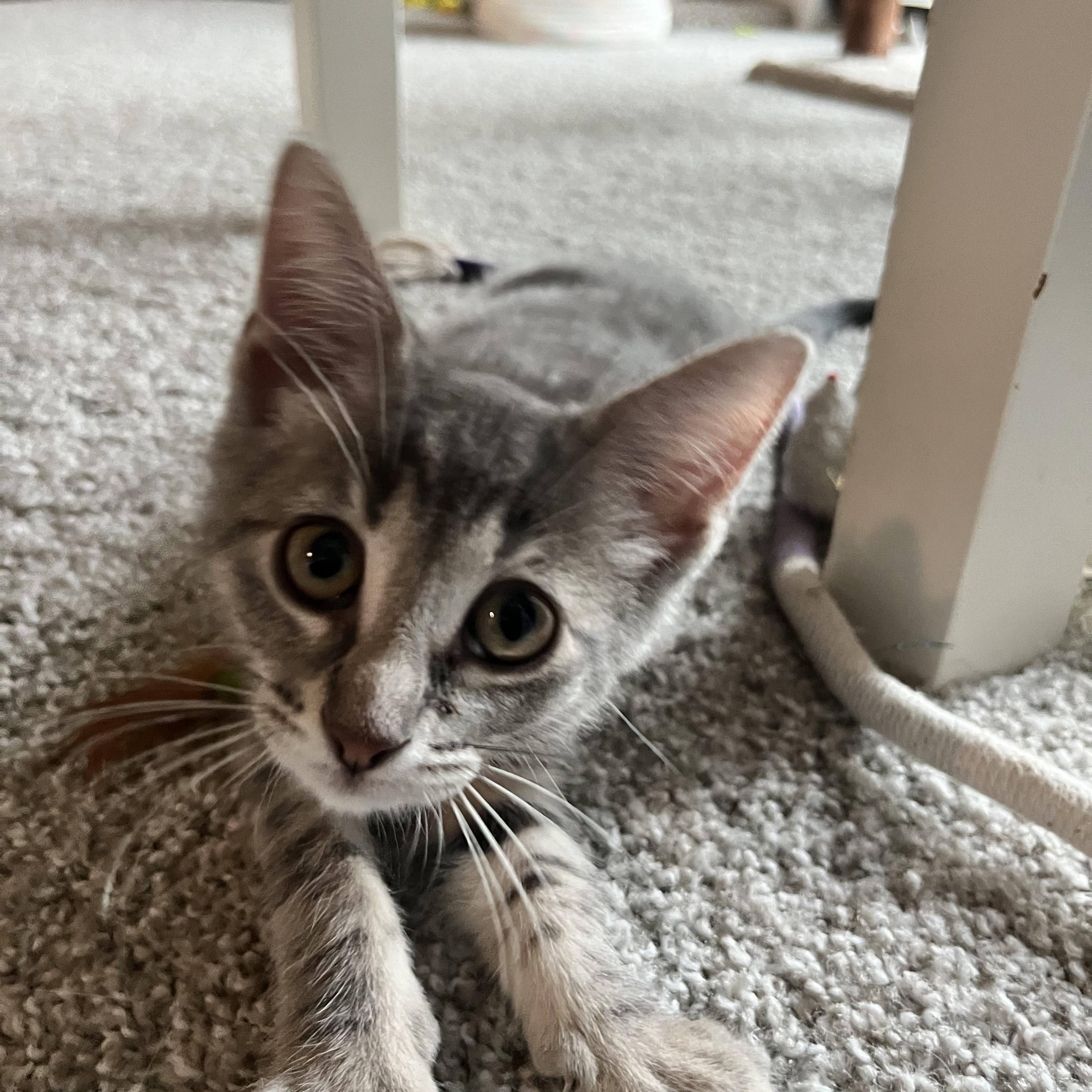 Enlarge Lavender, a ADOPTABLE Domestic Short Hair in Hudsonville, MI image 3/6