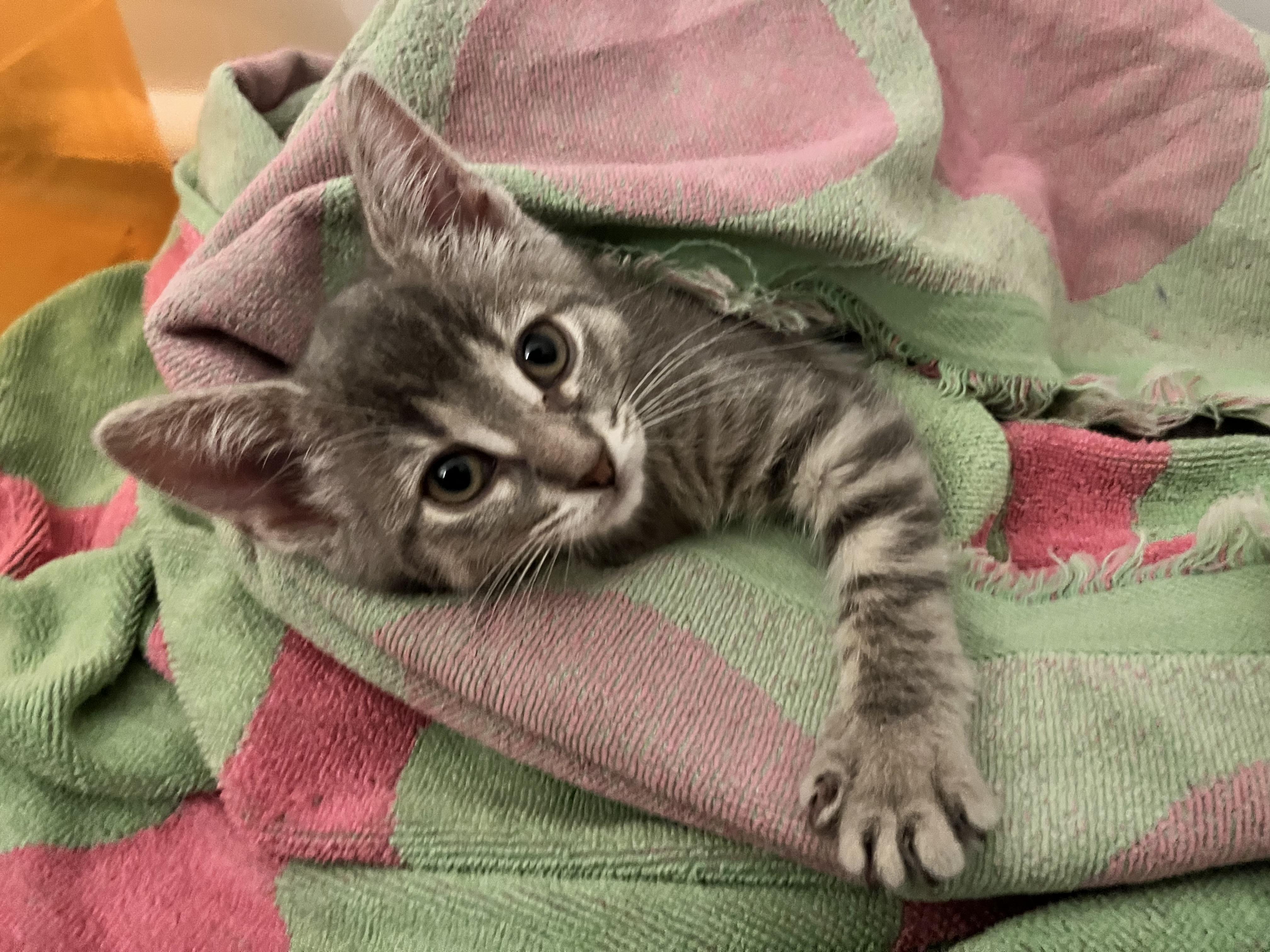 Enlarge Lavender, a ADOPTABLE Domestic Short Hair in Hudsonville, MI image 6/6