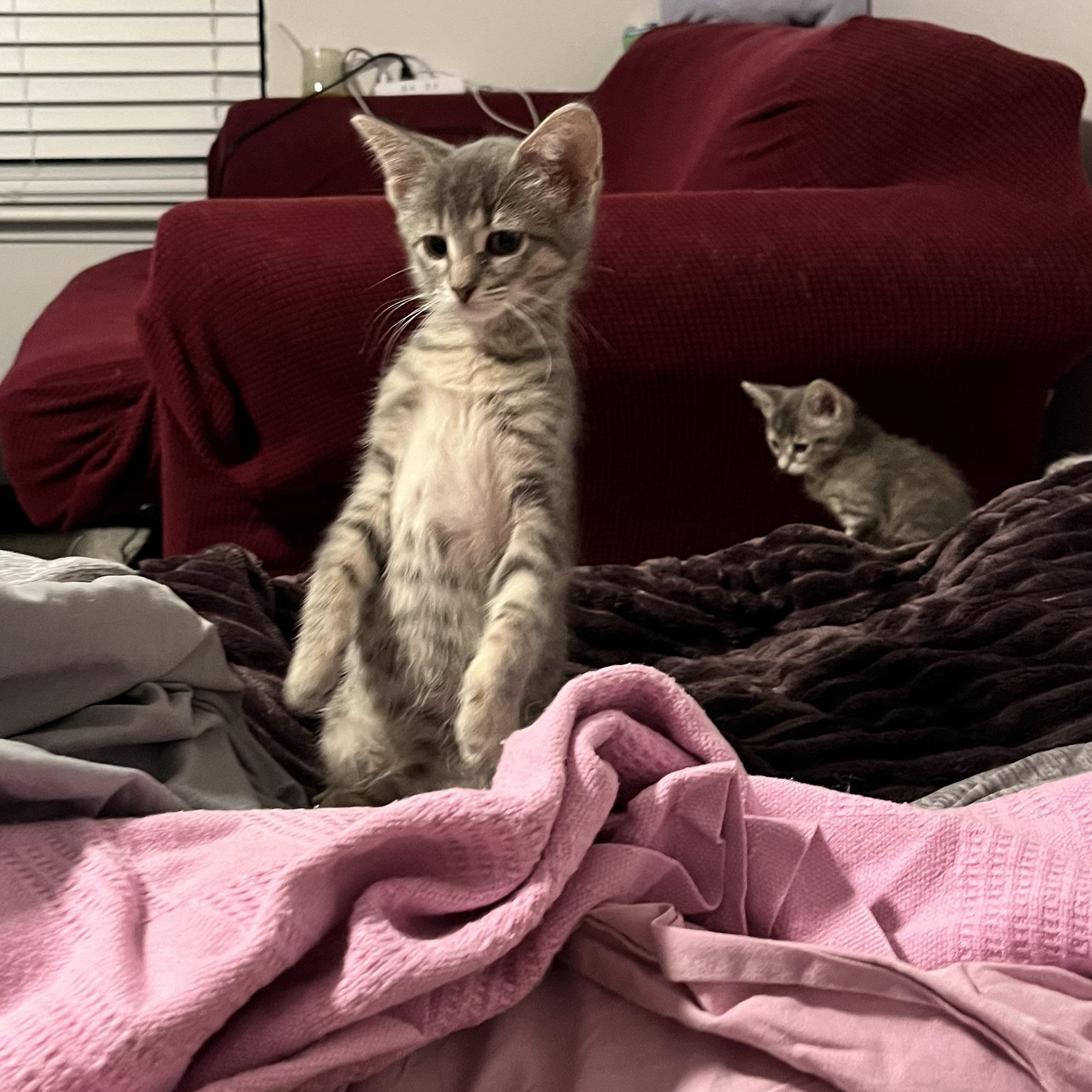 Enlarge Lavender, a ADOPTABLE Domestic Short Hair in Hudsonville, MI image 4/6