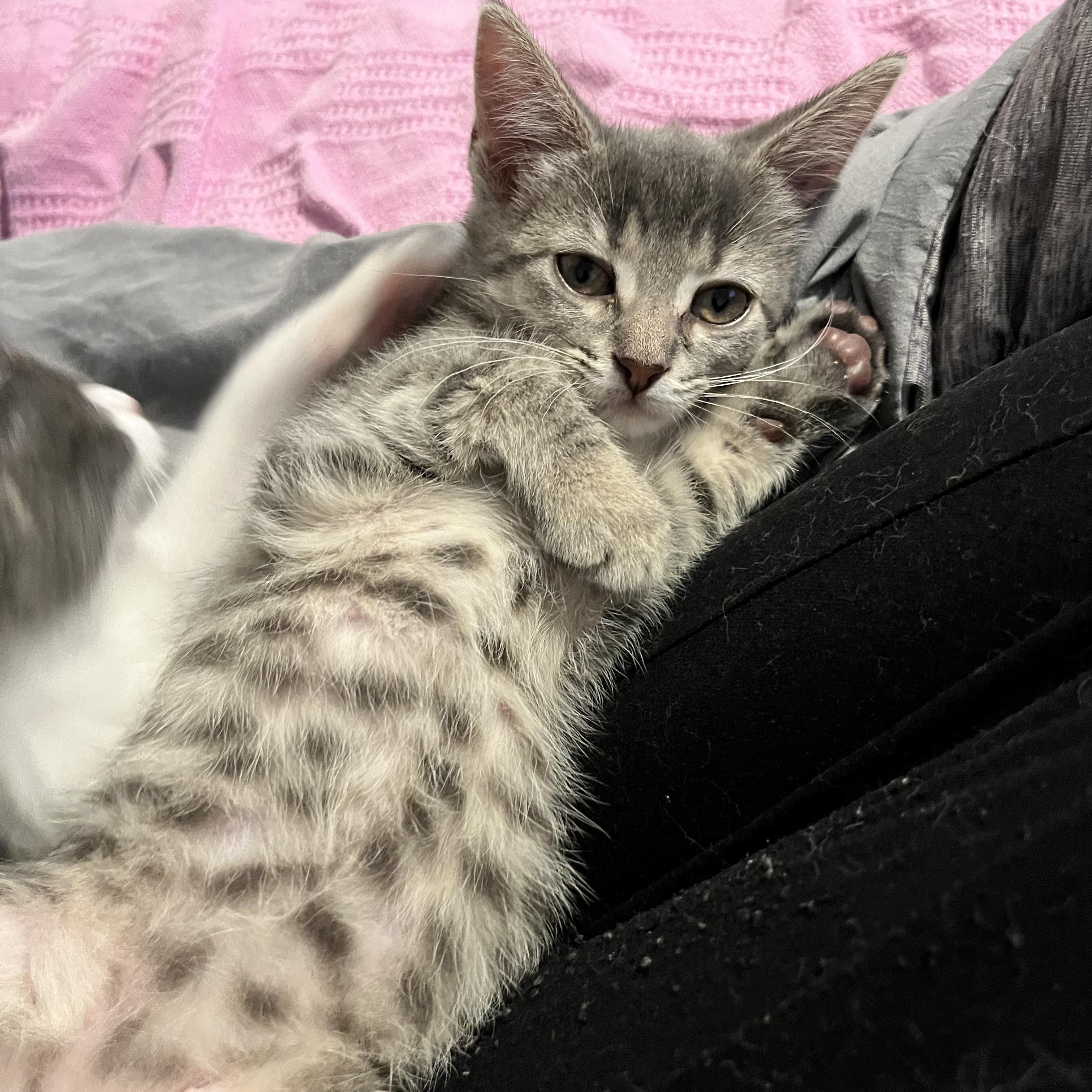Enlarge Lavender, a ADOPTABLE Domestic Short Hair in Hudsonville, MI image 2/6