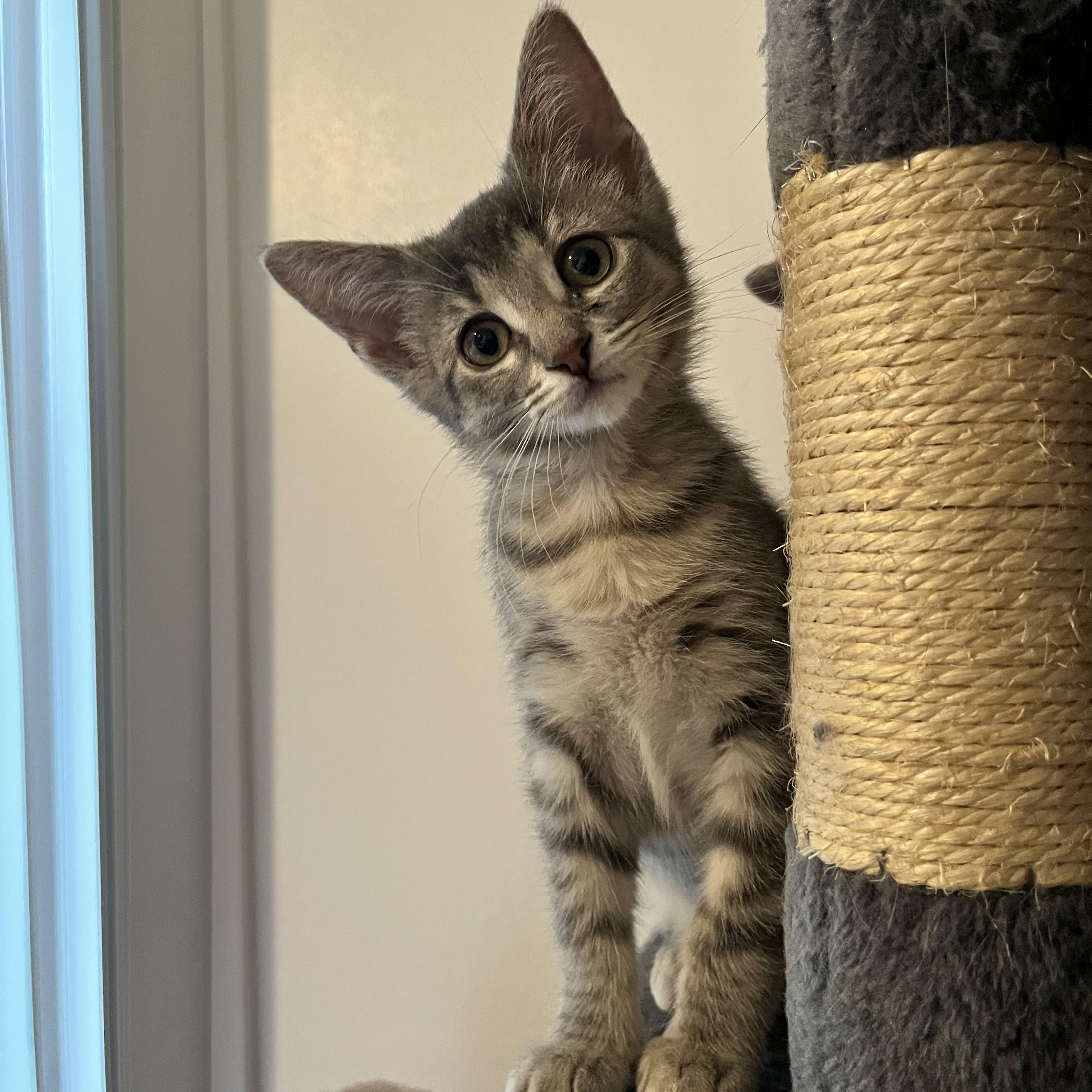 Enlarge Lavender, a ADOPTABLE Domestic Short Hair in Hudsonville, MI image 1/6
