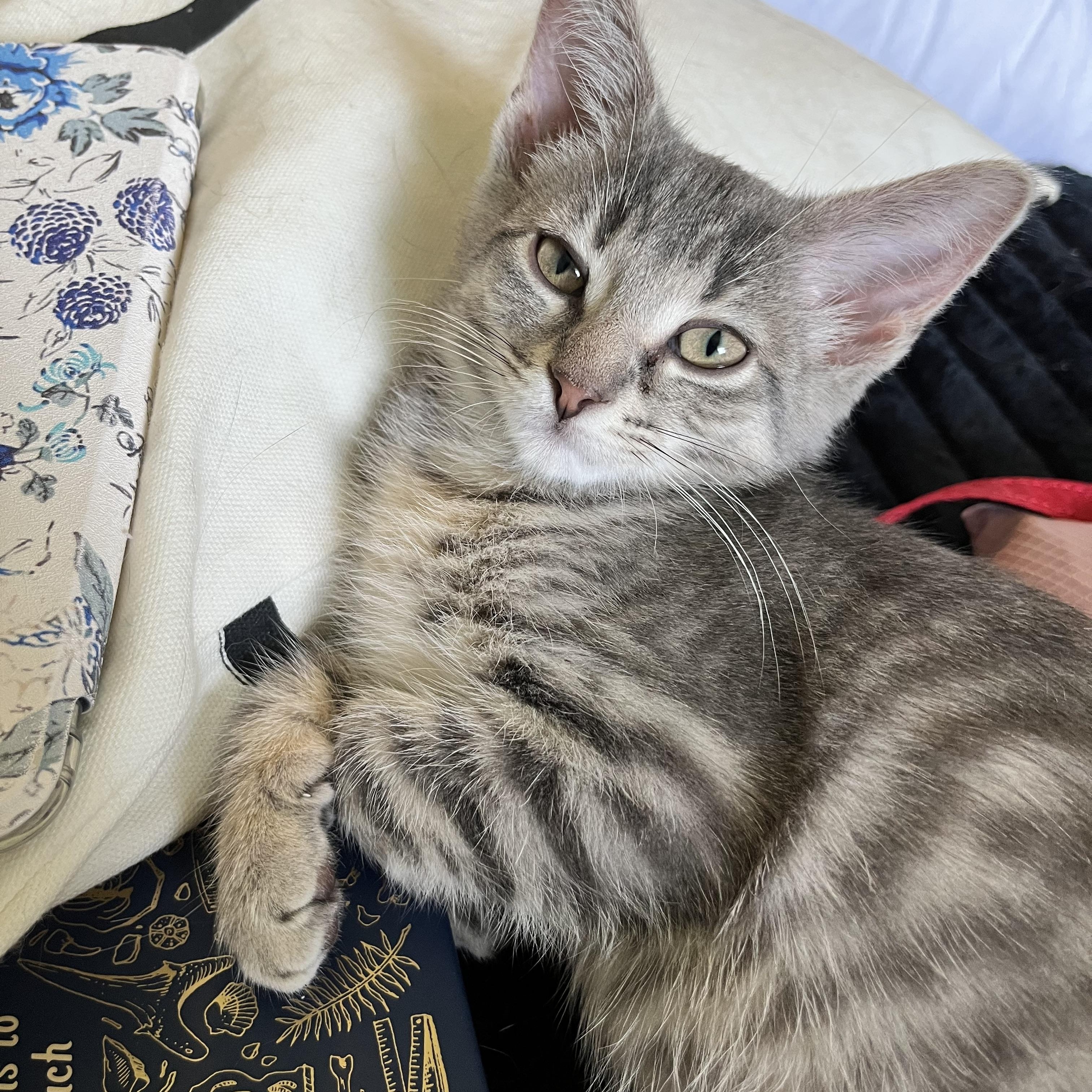 Enlarge Lavender, a ADOPTABLE Domestic Short Hair in Hudsonville, MI image 5/6