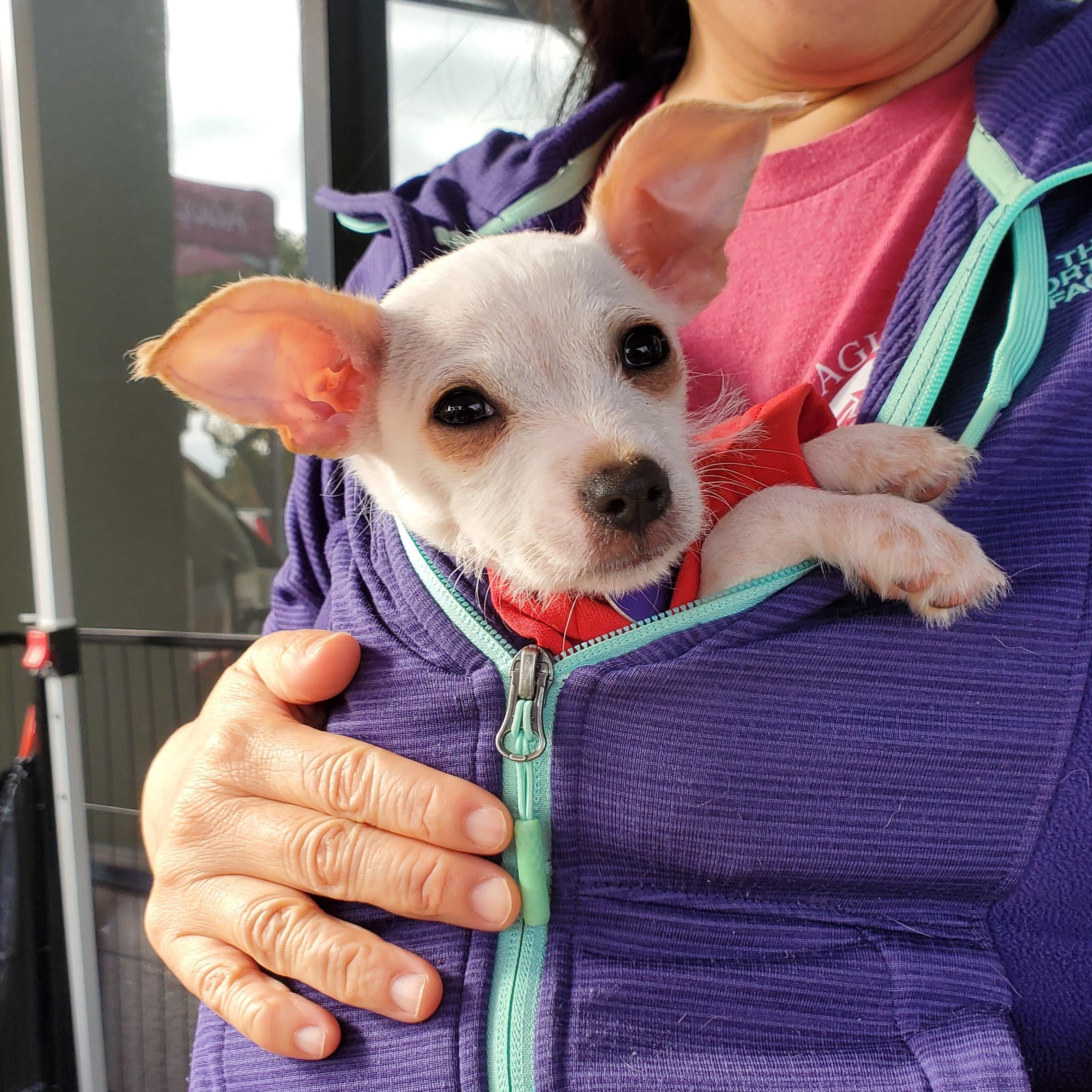 Enlarge Arlo, a Adoptable mixed breed in Carlsbad, CA image 1/4