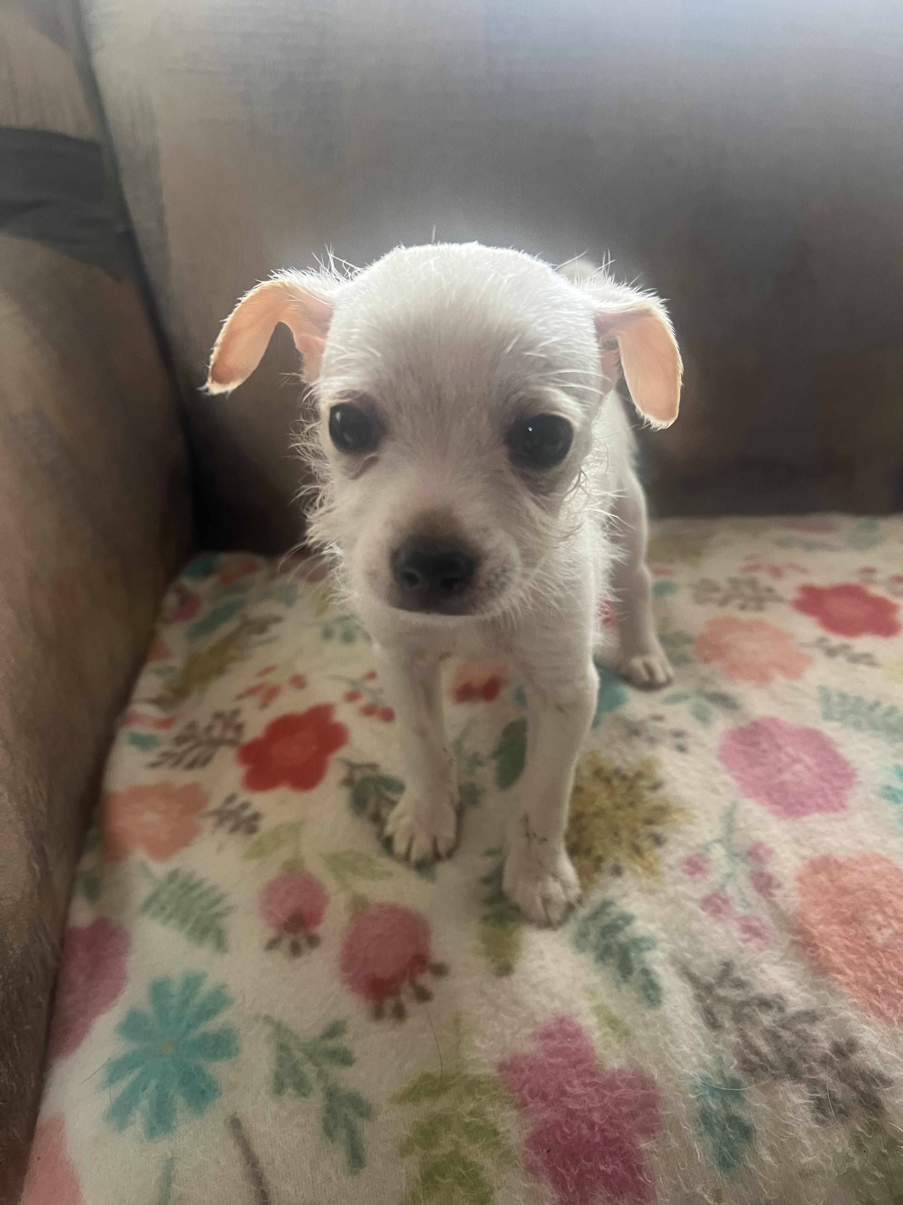 Enlarge Arlo, a Adoptable mixed breed in Carlsbad, CA image 4/4