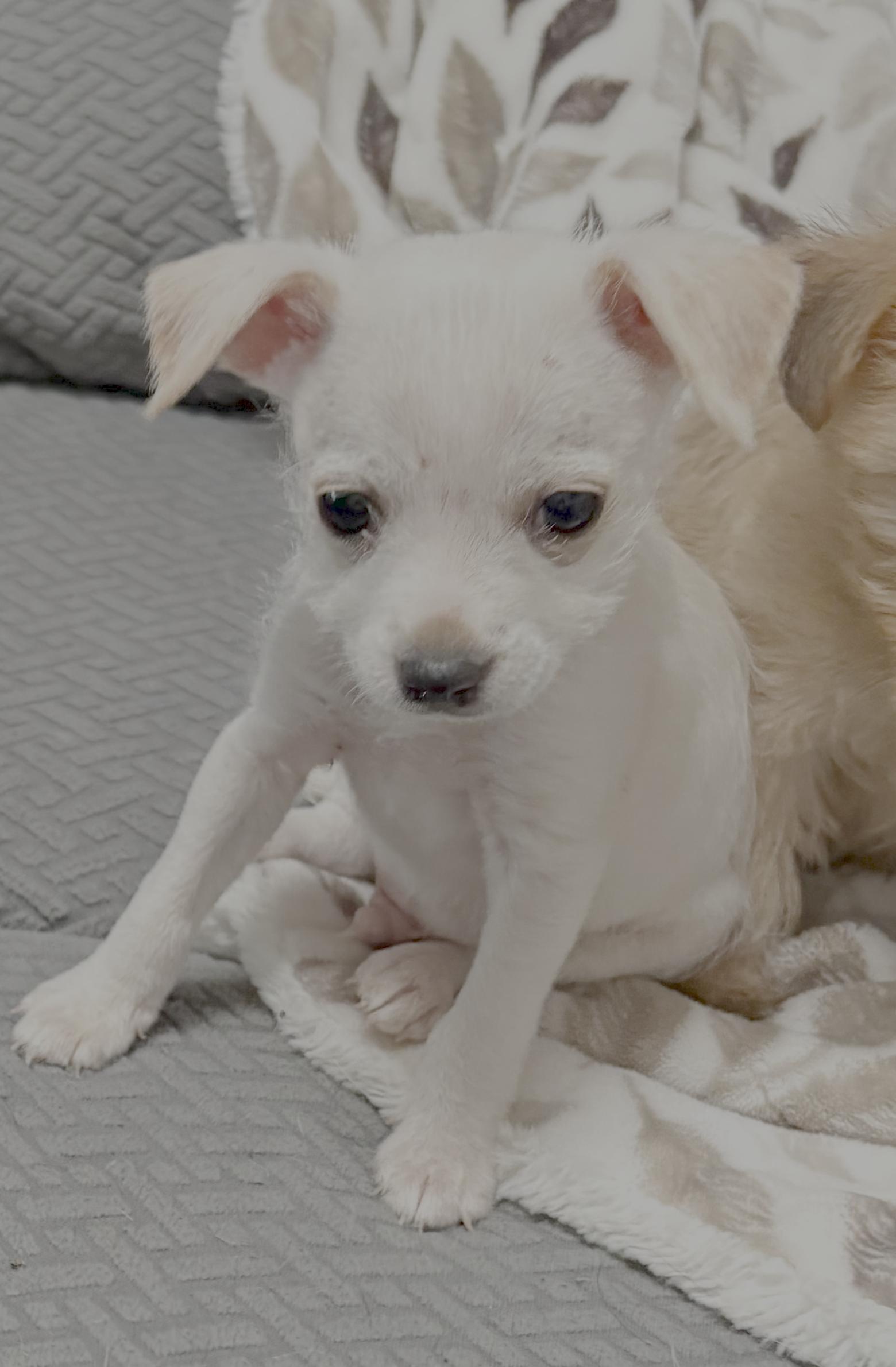 Enlarge Arlo, a Adoptable mixed breed in Carlsbad, CA image 2/4