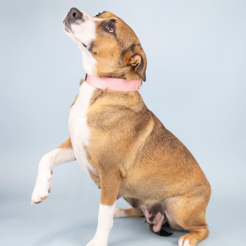 Sienna, Adoptable, Adult Female Mixed Breed.