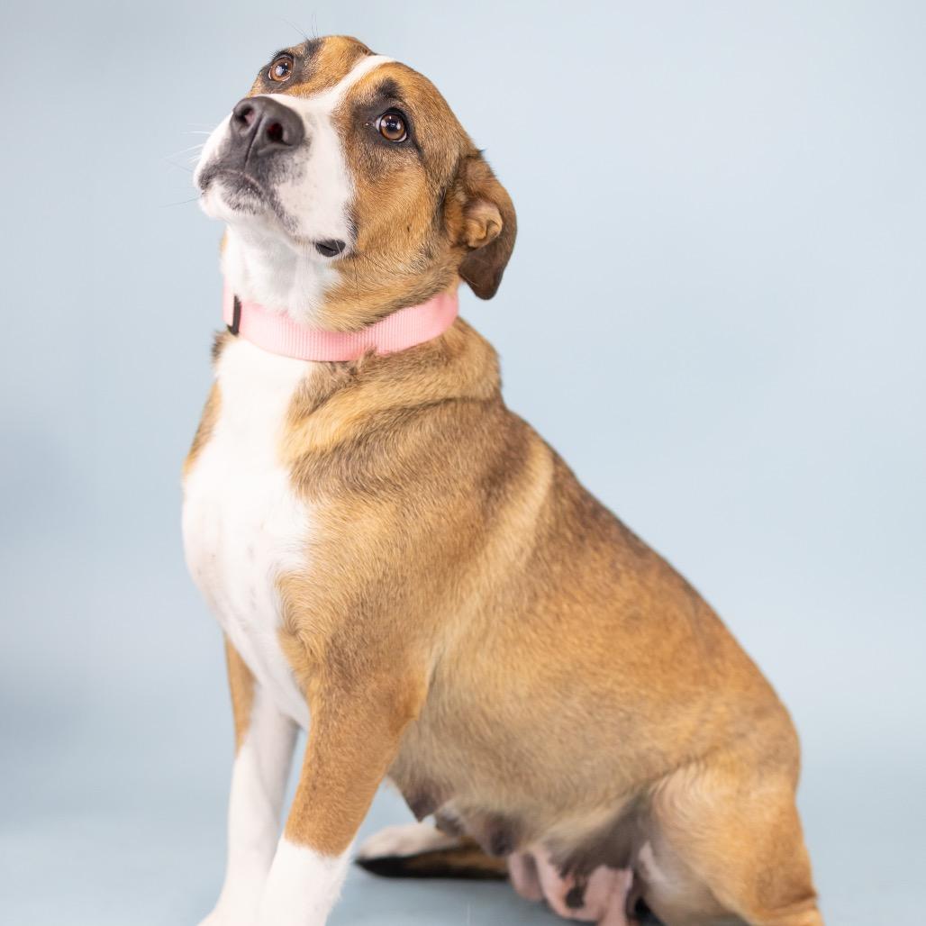 Enlarge Sienna, a Adoptable Mixed Breed in Portland, OR image 2/2