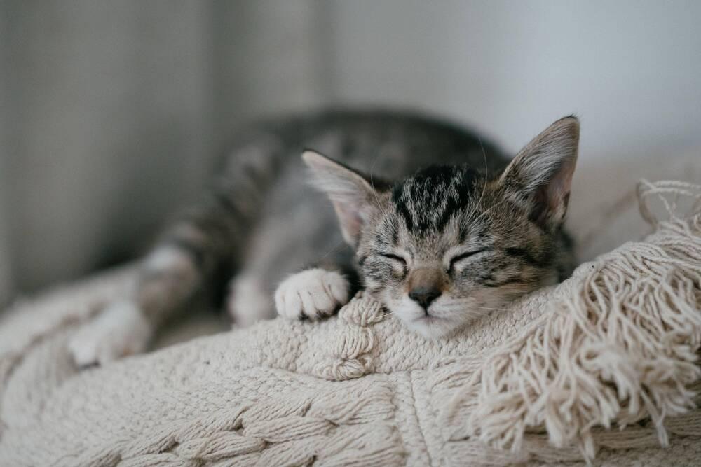 Mary, Adoptable, Young Female Domestic Short Hair.