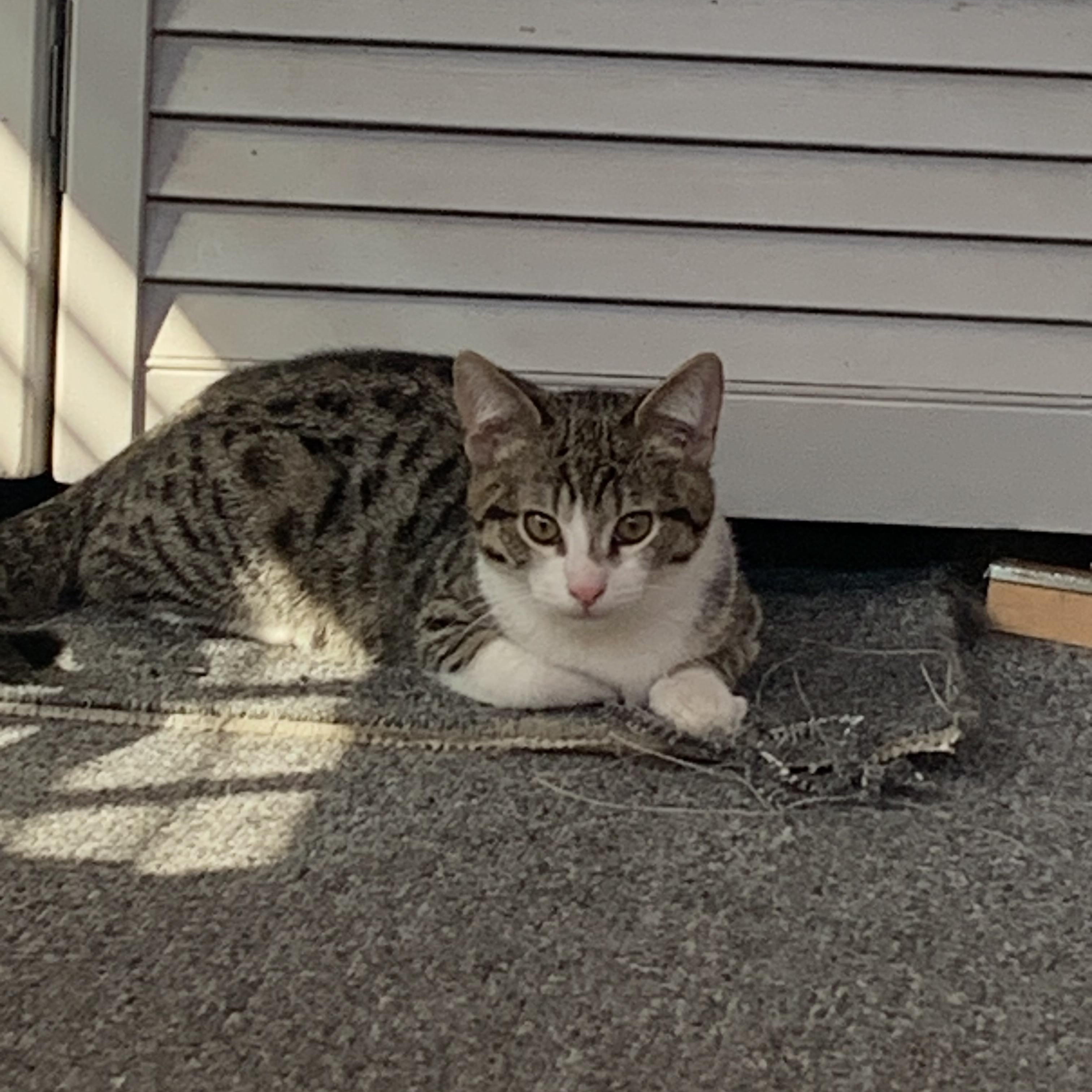 Clawdio - Dog and Cat Friendly, ADOPTABLE, Young Male Tabby.