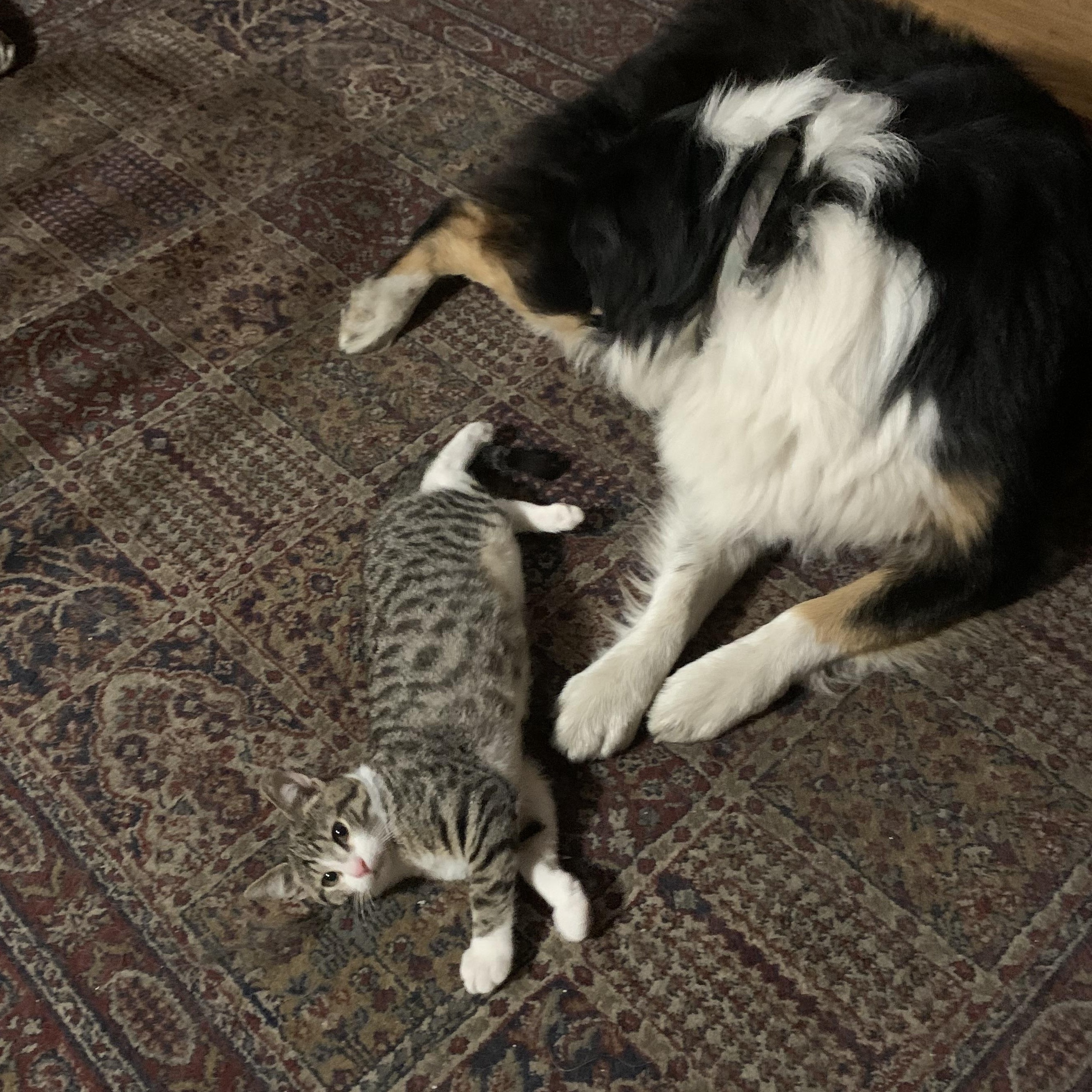 Enlarge Clawdio - Dog and Cat Friendly, a ADOPTABLE Tabby in Fountain Valley, CA image 2/3