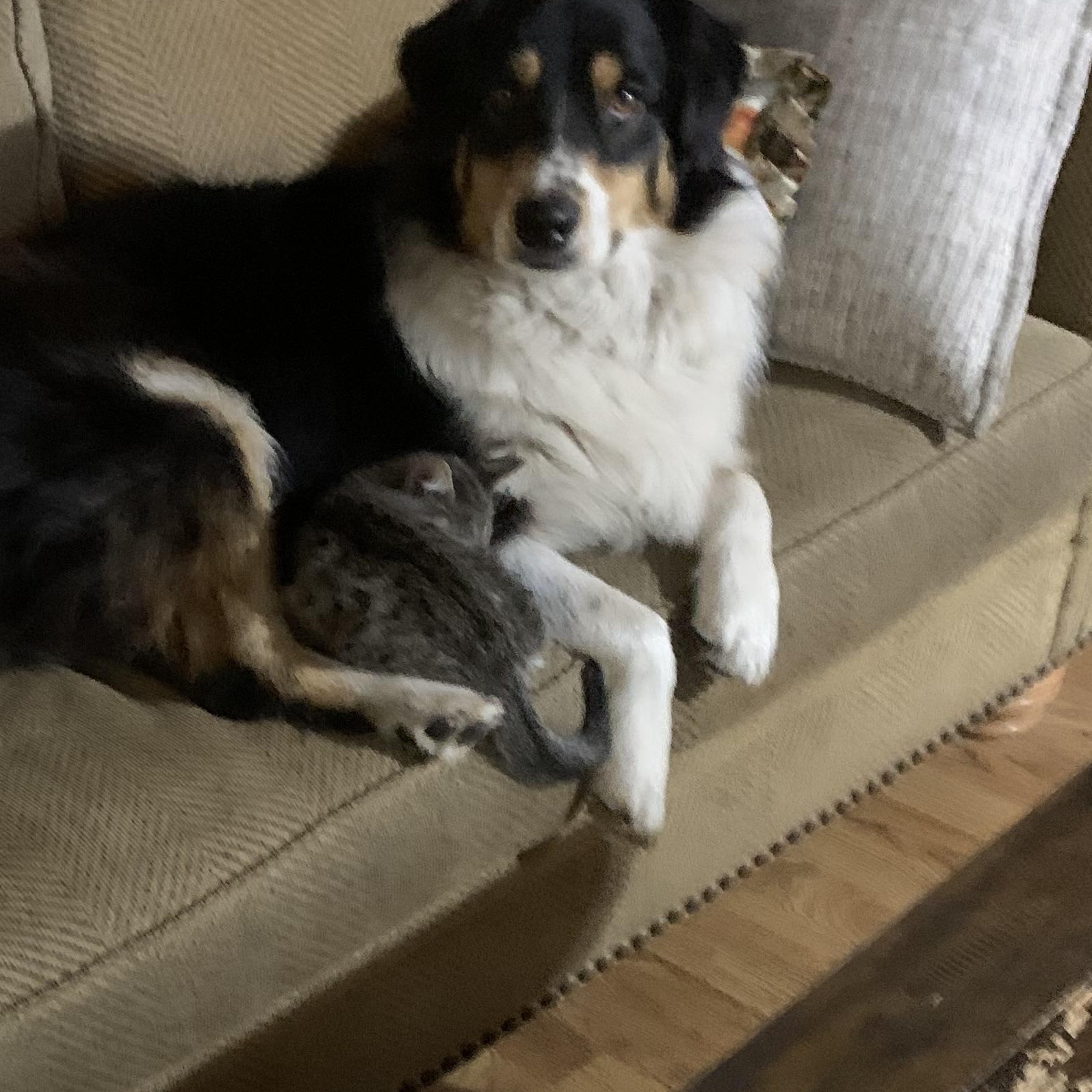 Enlarge Clawdio - Dog and Cat Friendly, a ADOPTABLE Tabby in Fountain Valley, CA image 3/3