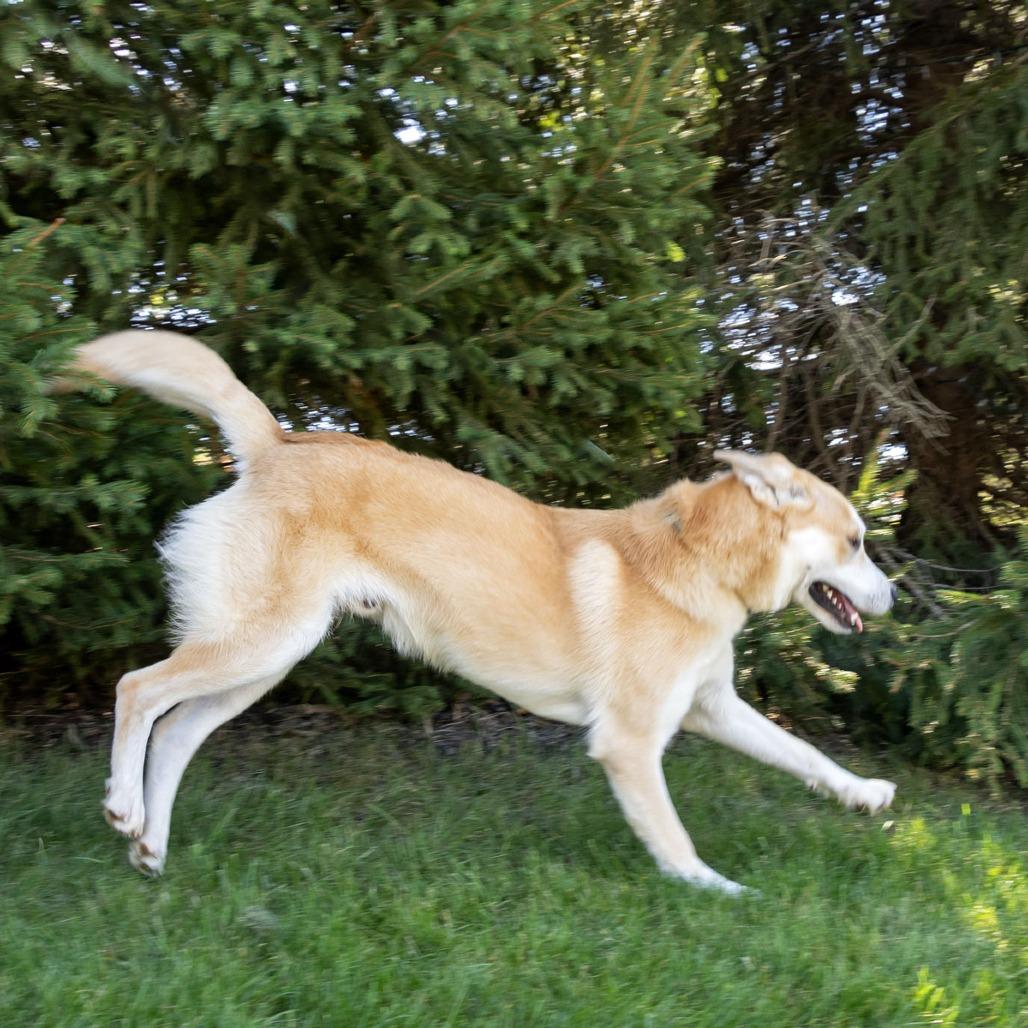 Enlarge Laddie, a Adoptable mixed breed in Erie, PA image 1/6