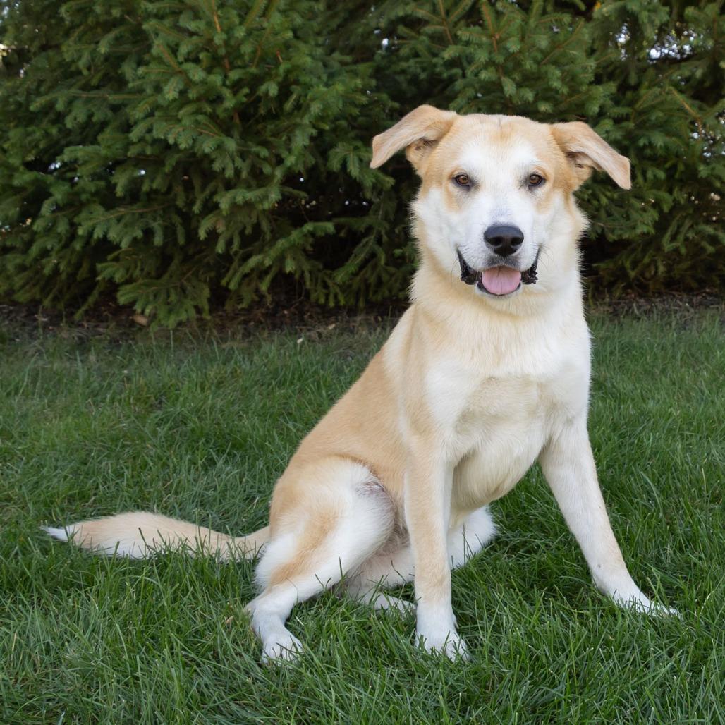 Enlarge Laddie, a Adoptable mixed breed in Erie, PA image 2/6