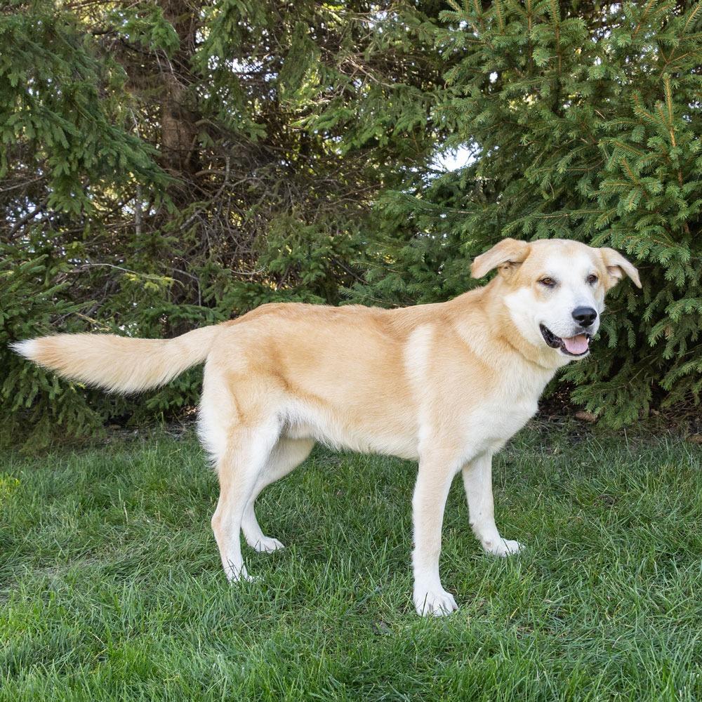 Enlarge Laddie, a Adoptable mixed breed in Erie, PA image 3/6