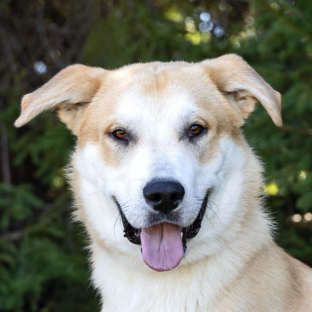Enlarge Laddie, a Adoptable mixed breed in Erie, PA image 4/6