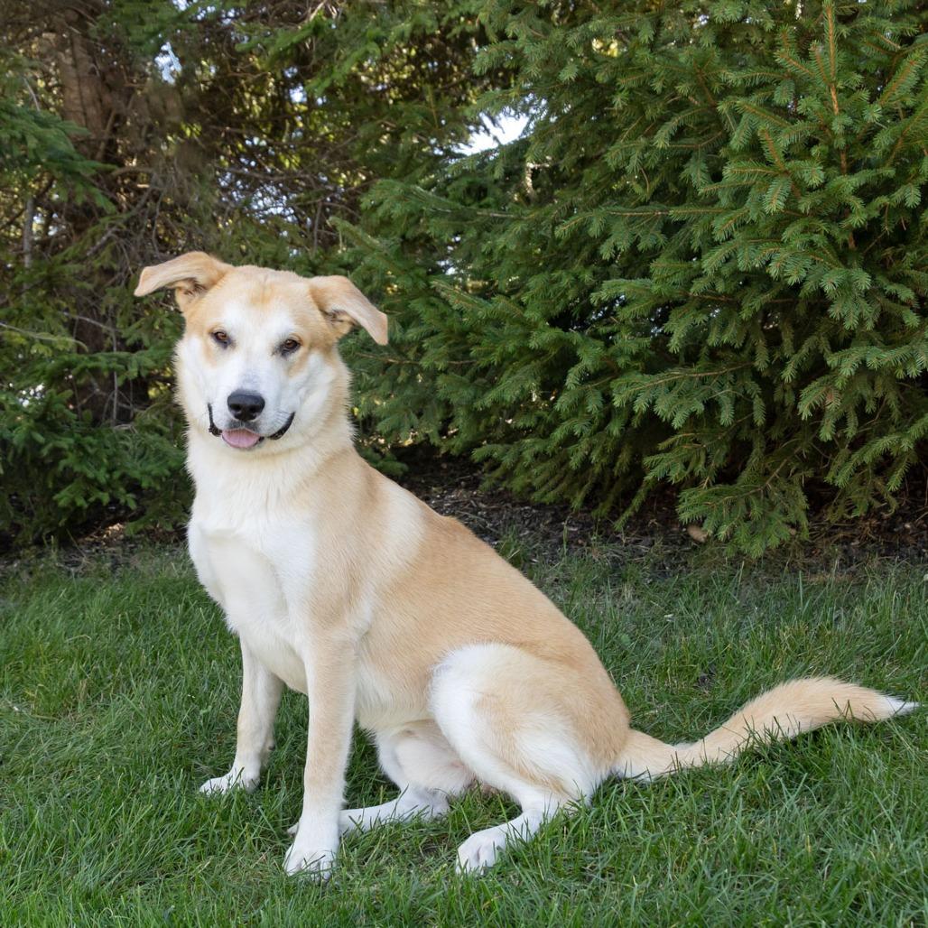 Enlarge Laddie, a Adoptable mixed breed in Erie, PA image 5/6
