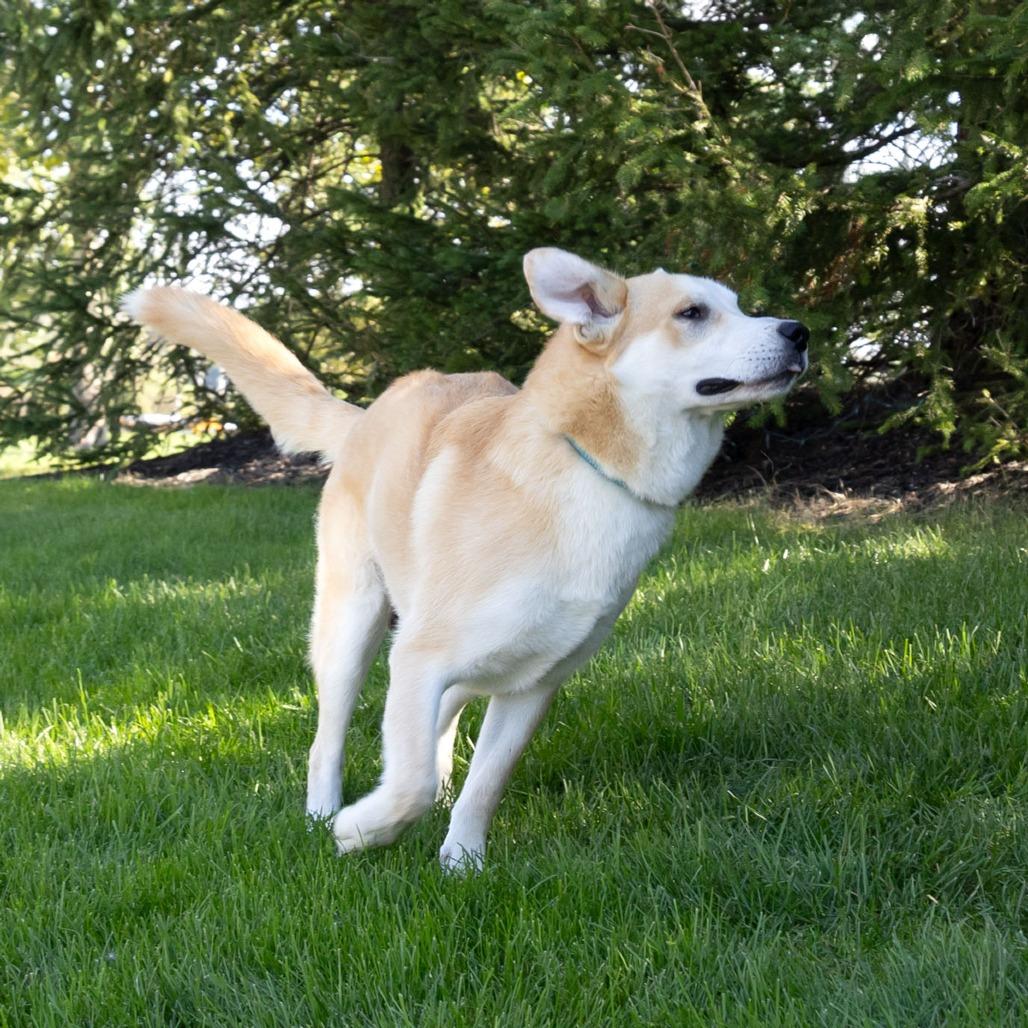Enlarge Laddie, a Adoptable mixed breed in Erie, PA image 6/6