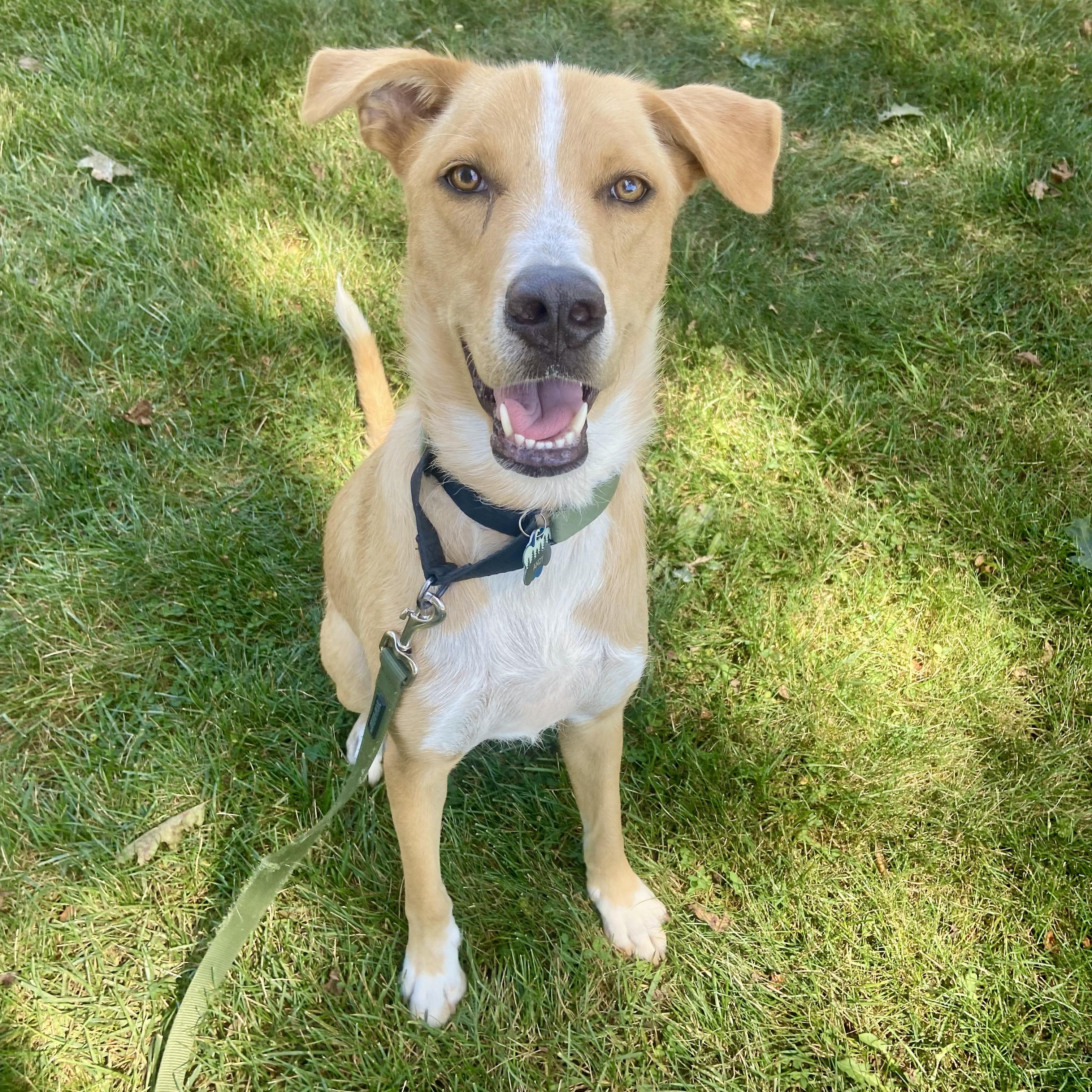 Enlarge Andy, a Adoptable mixed breed in New Haven, CT image 4/6